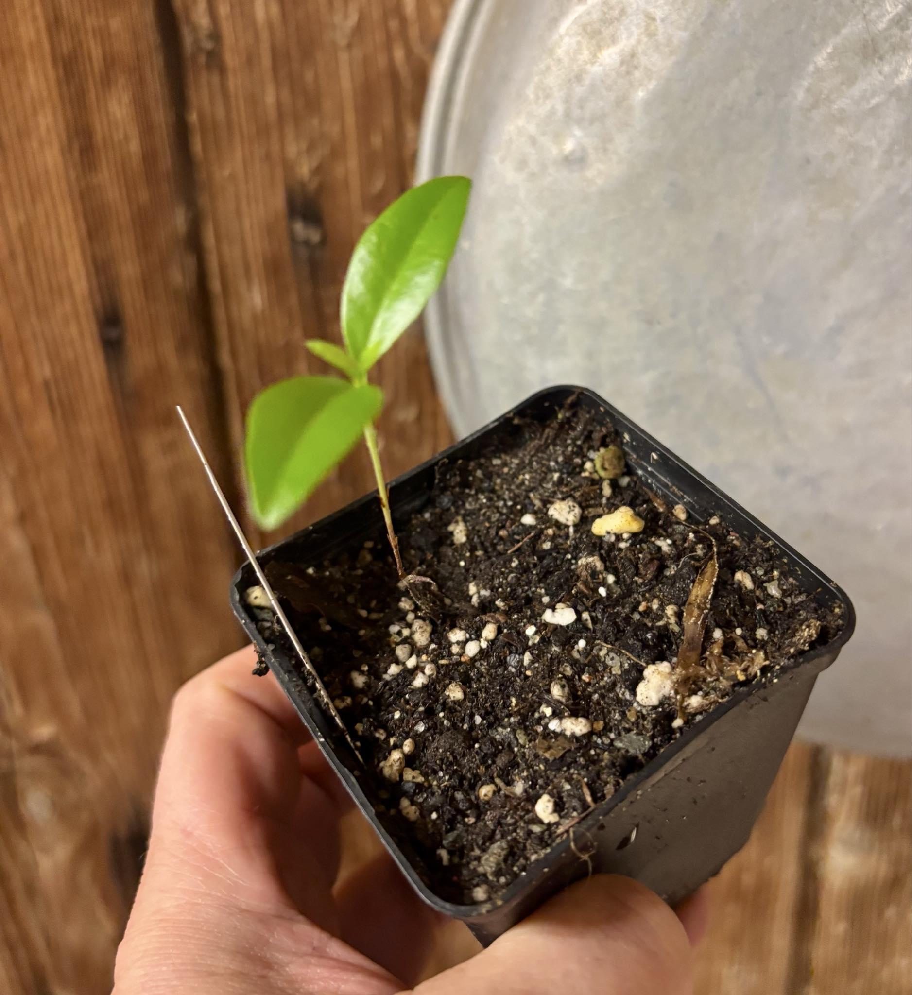 Yellow Grumixama (Eugenia brasiliensis var. leucocarpa) - 1 potted seedling / 1 getopfter Sämling