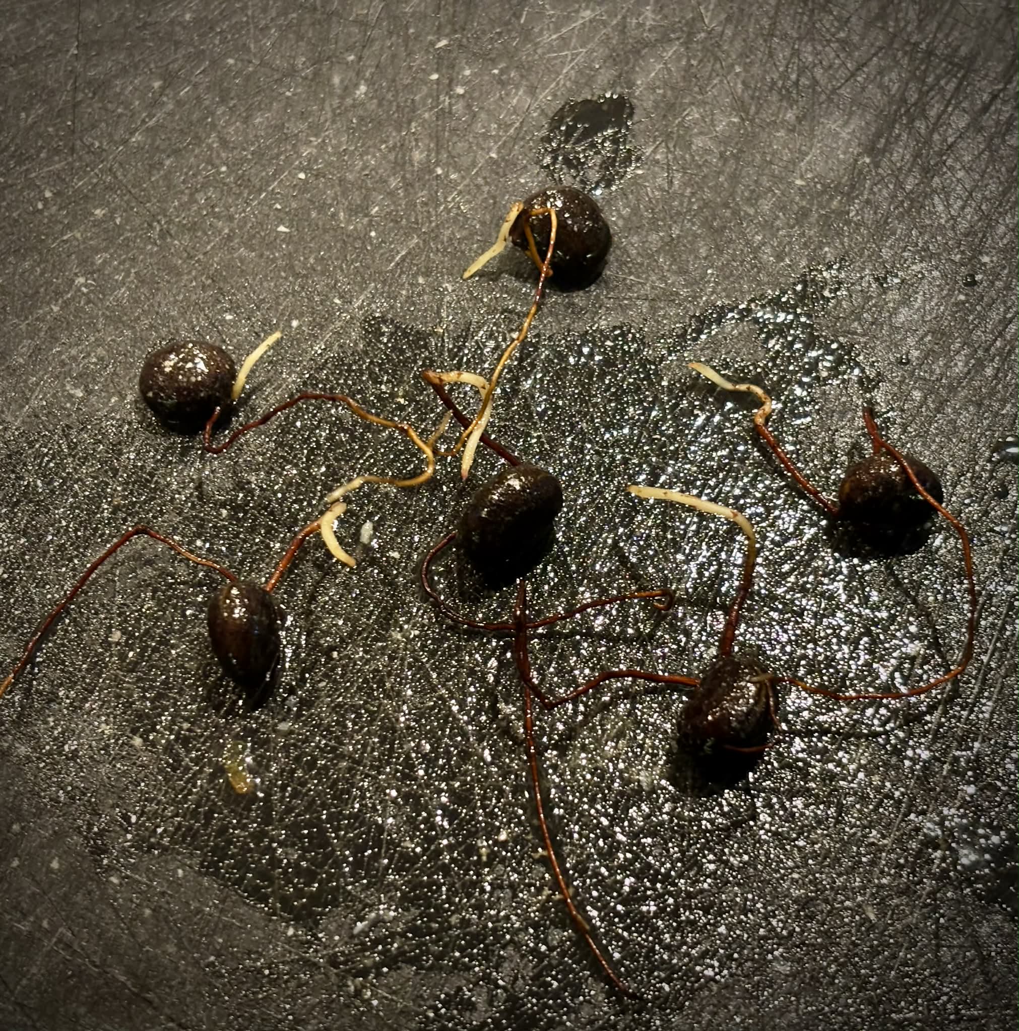 Yellow Guaburiti (Plinia rivularis var. flava) - 1 germinated seed / 1 gekeimter Samen