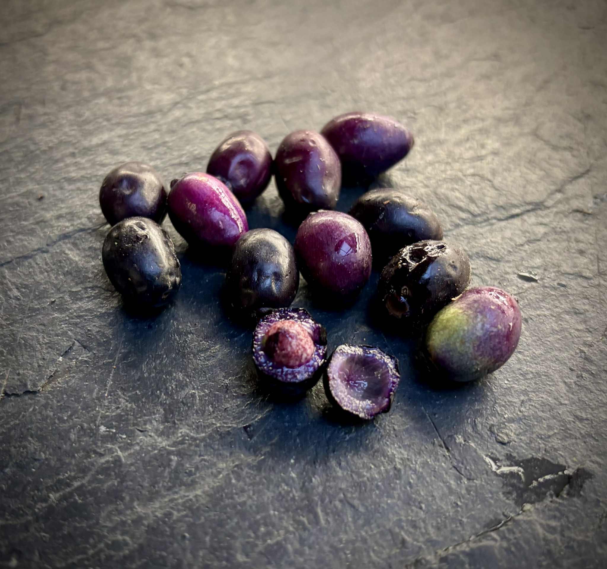 Syzygium cordatum - Water berry - 3 fresh seeds / 1 frischer Samen