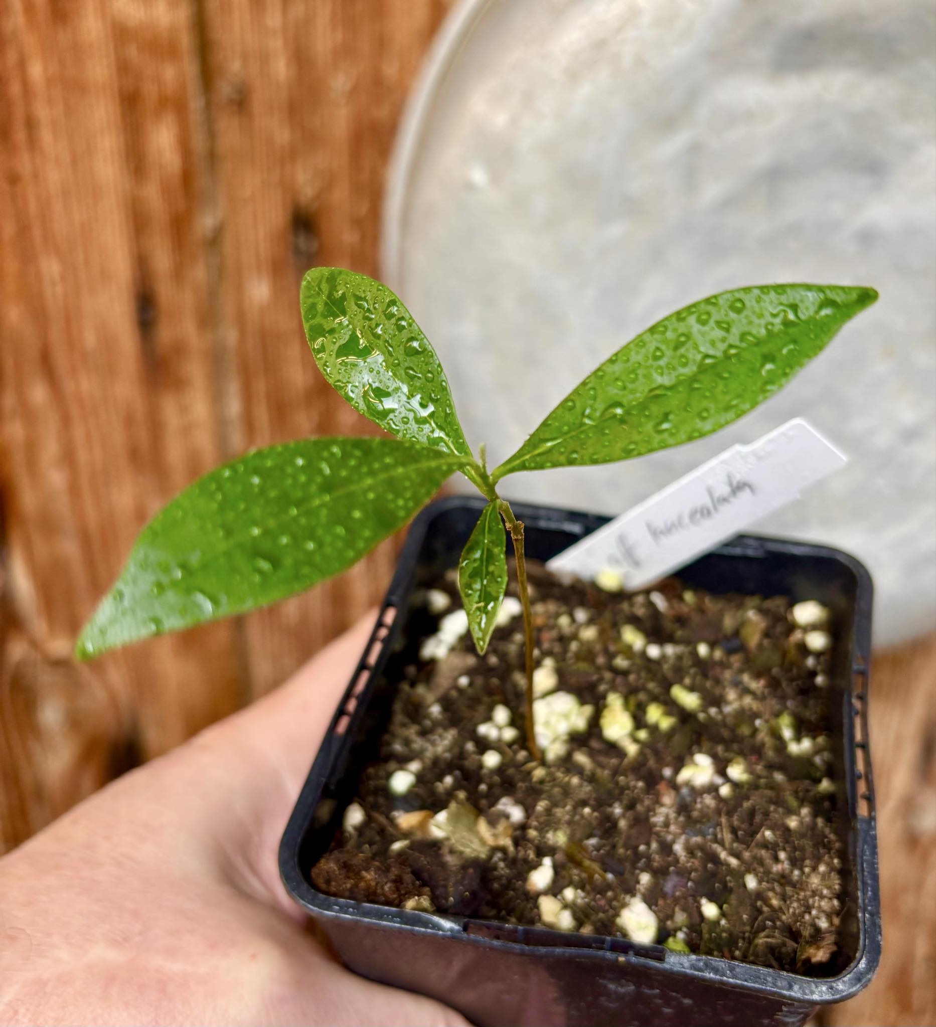 Duguetia aff. lanceolata - Pindauva Roxa -   1 potted plant / 1 getopfte Pflanze