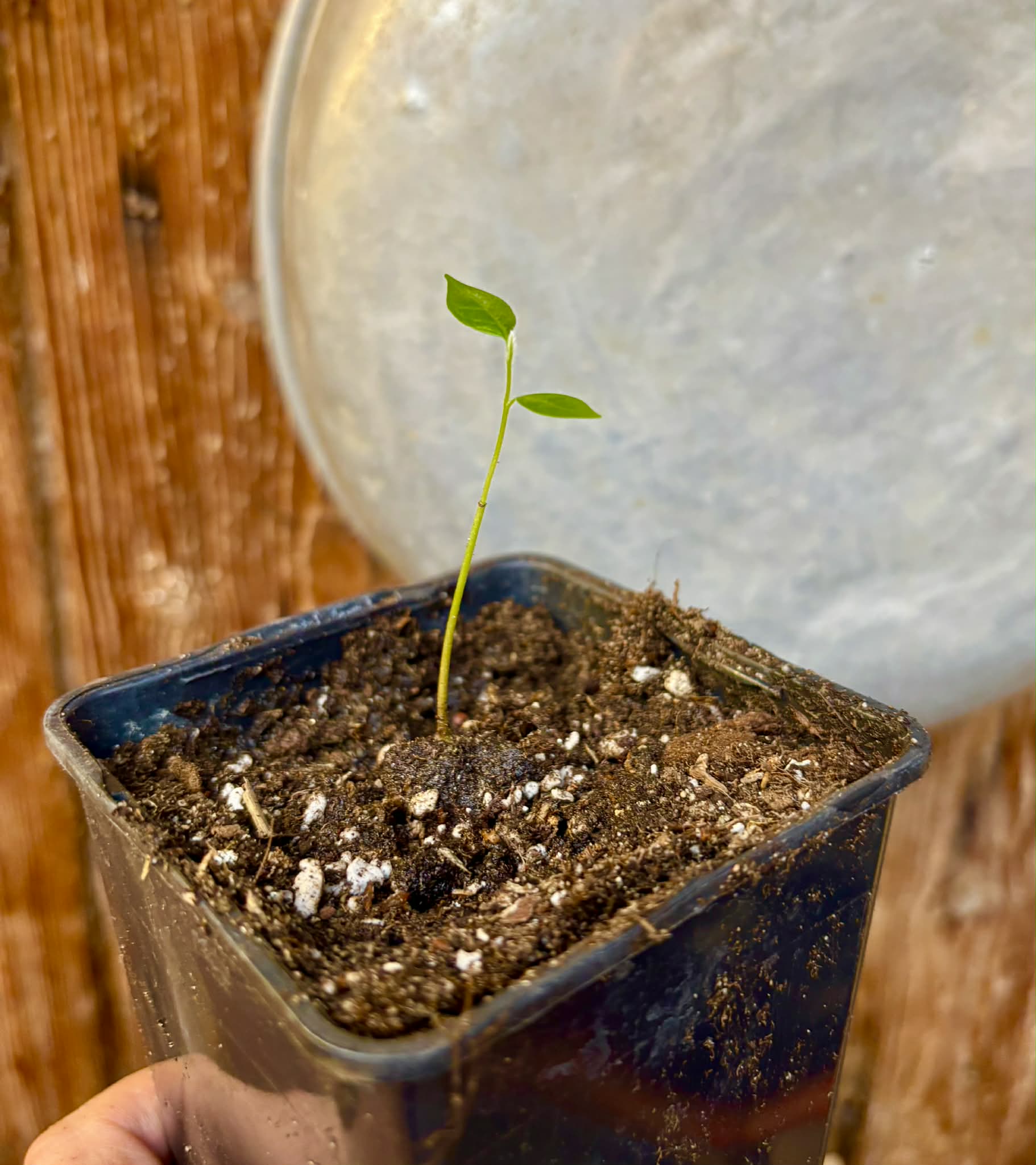 Sapranthus campechianus - 1 potted seedling / 1 getopfter Sämling