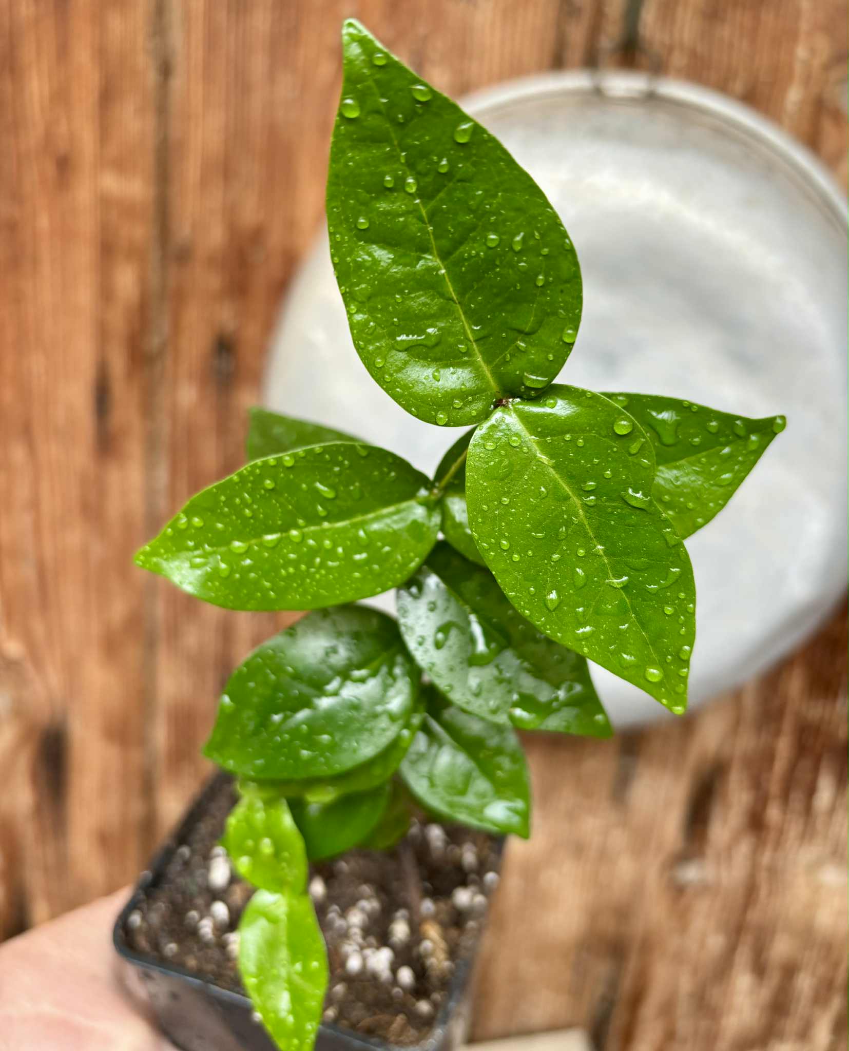 Eugenia uniflora var. red  - cultivated variety / 1 potted plant / 1 getopfte Pflanze