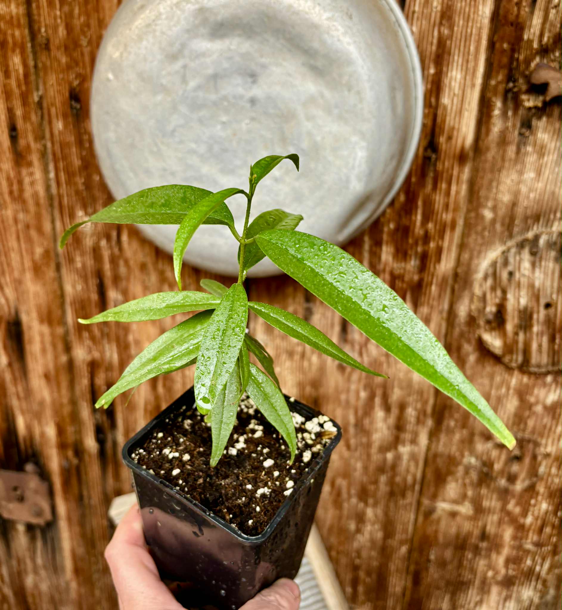 Eugenia bahiensis var. Sementes pintada  - 1 potted plant / 1 getopfte Pflanze