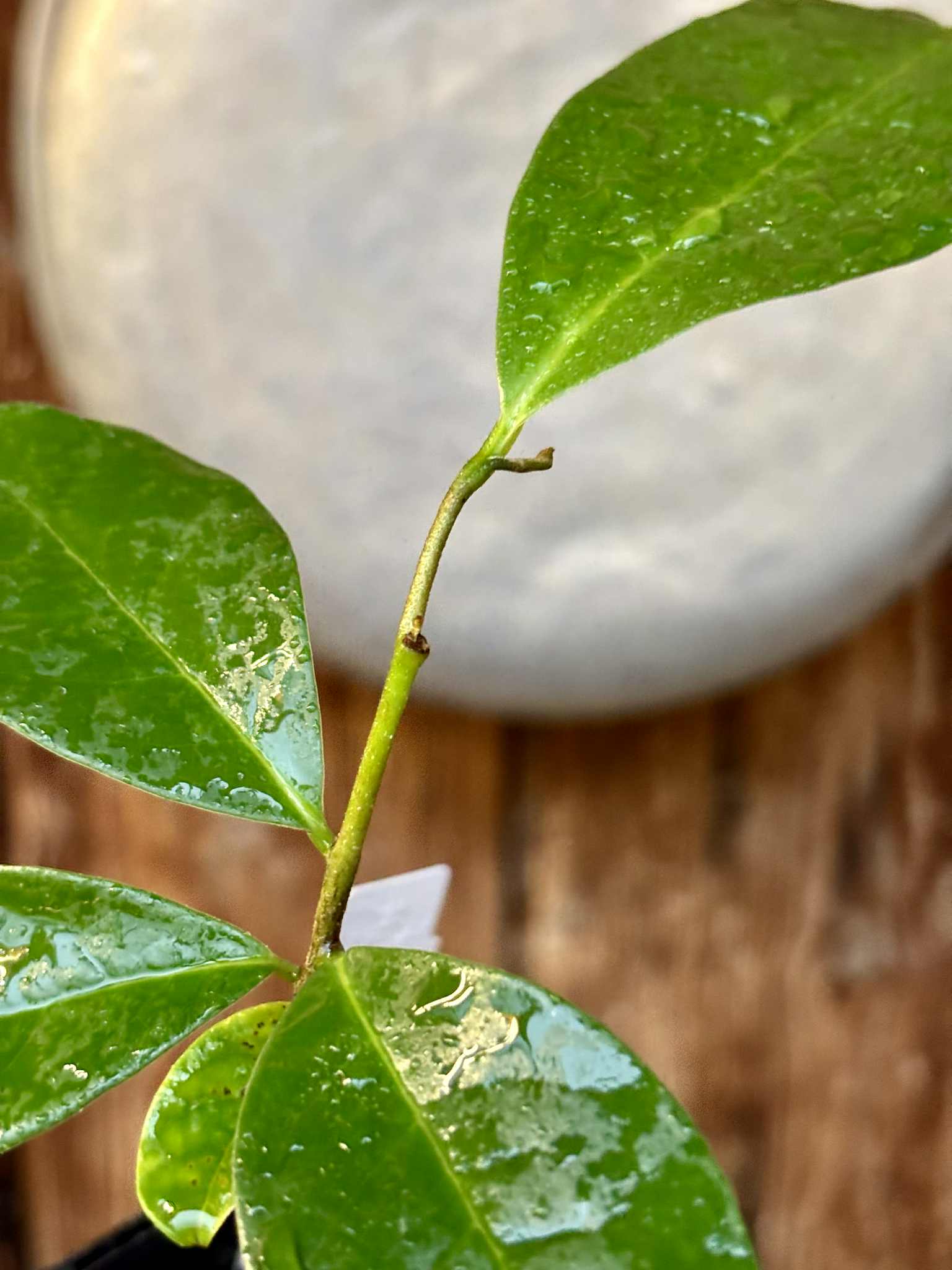 Annona montana - Mountain Soursop - 1 potted plant / 1 getopfte Pflanze