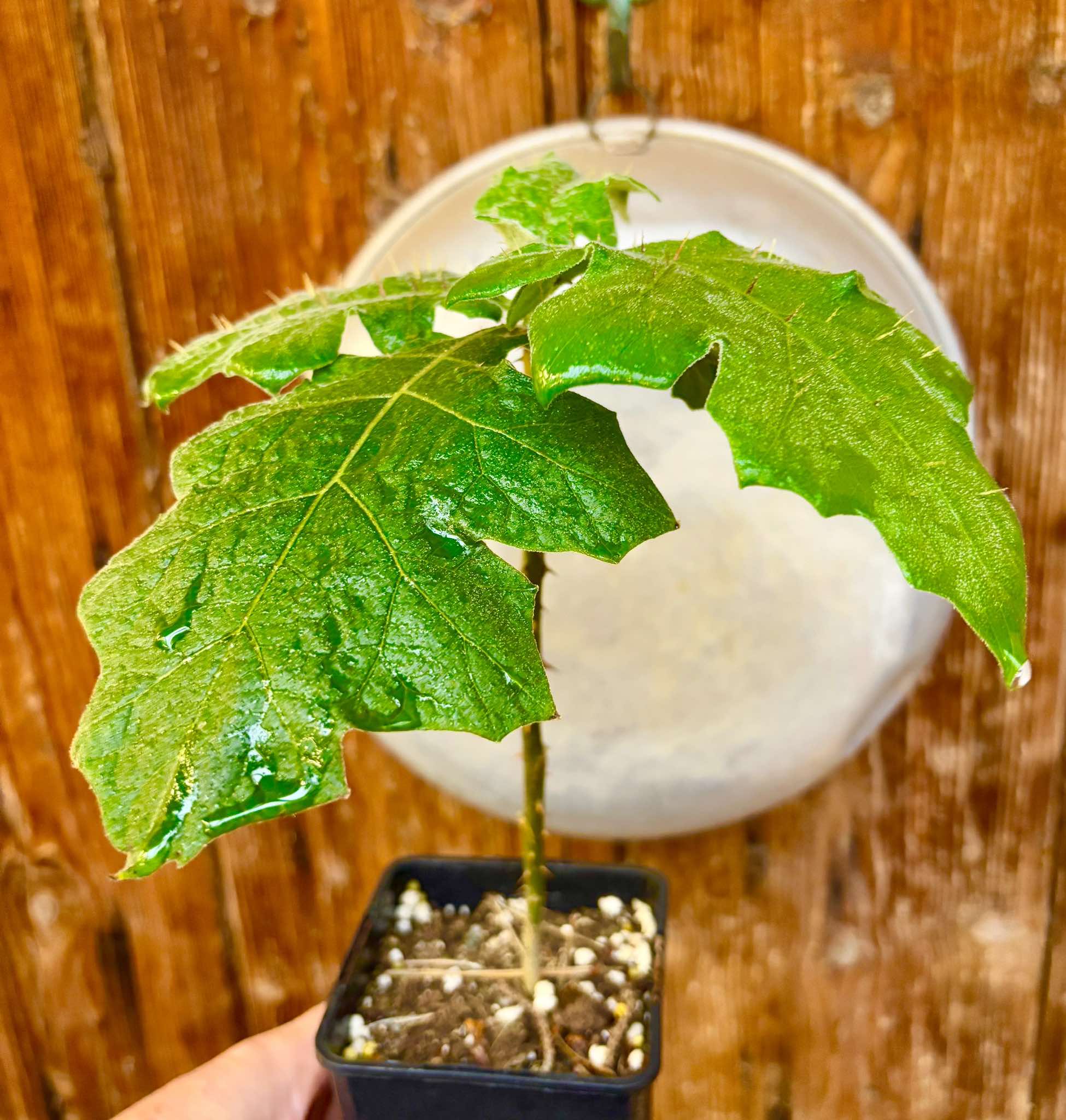 Juã-Açu - Solanum oocarpum - 1 potted plant / 1 getopfte Pflanze