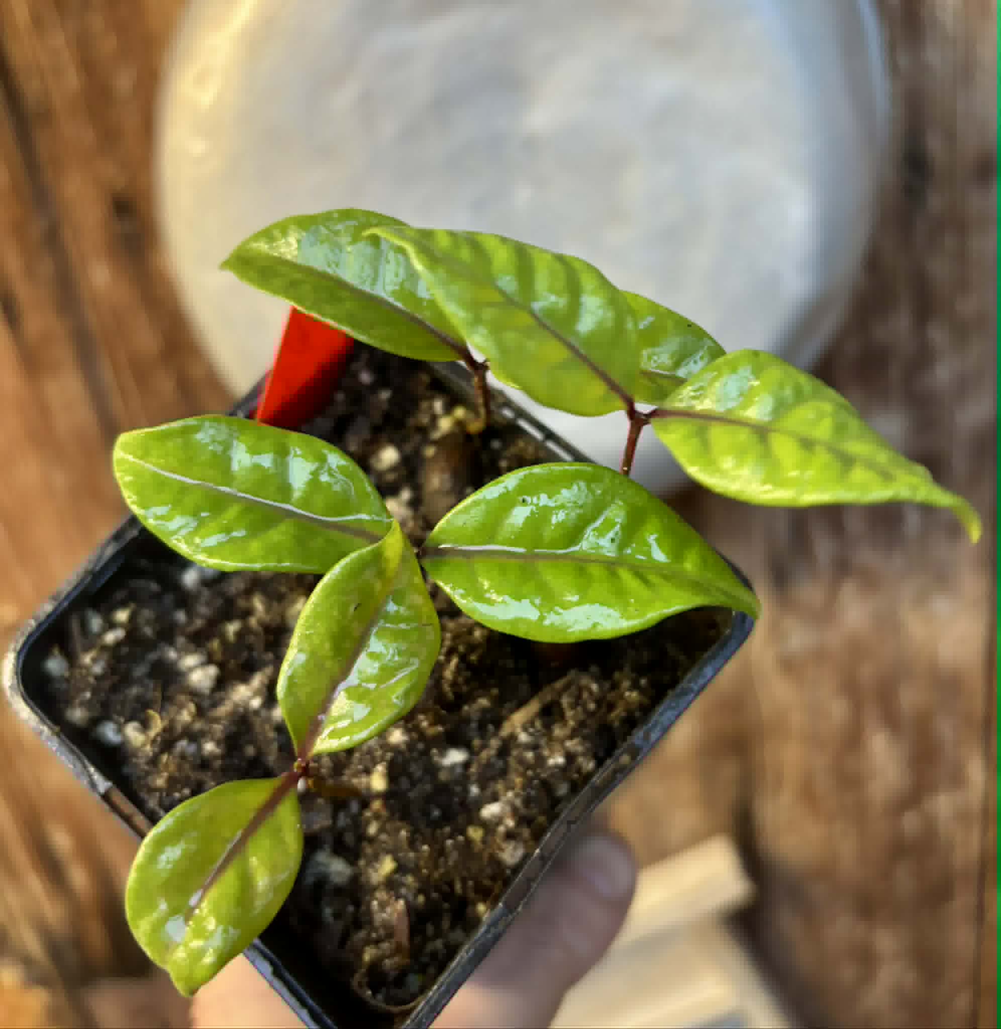 4 in 1 pot - Eugenia rotundifolia var. Maruim - 4 seedlings in one pot / 4 Sämlinge in einem Topf
