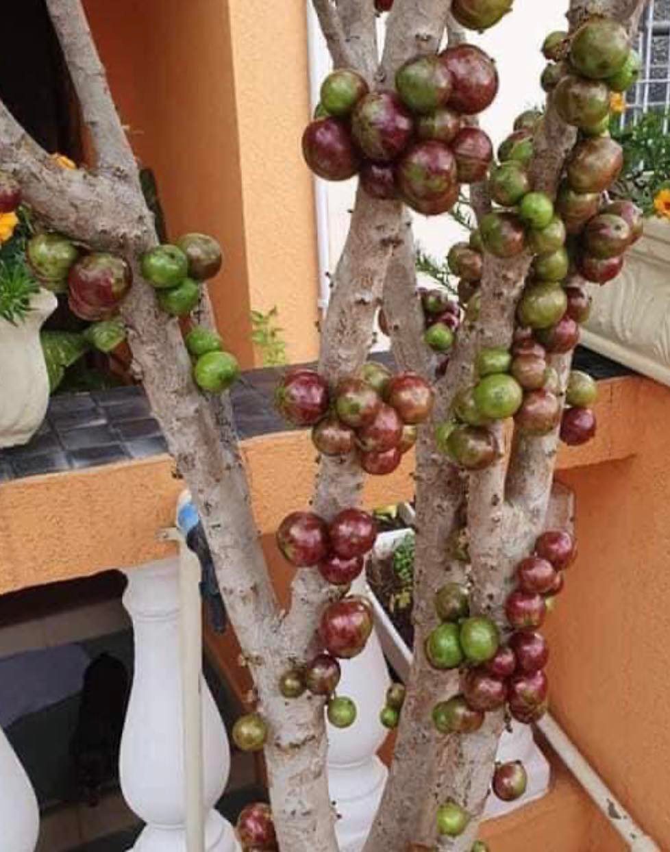 ready for fruits - Jaboticaba Escarlate / Scarlet  (Plinia aureana x Red Hybrid) - 1 potted plant / 1 getopfte Pflanze