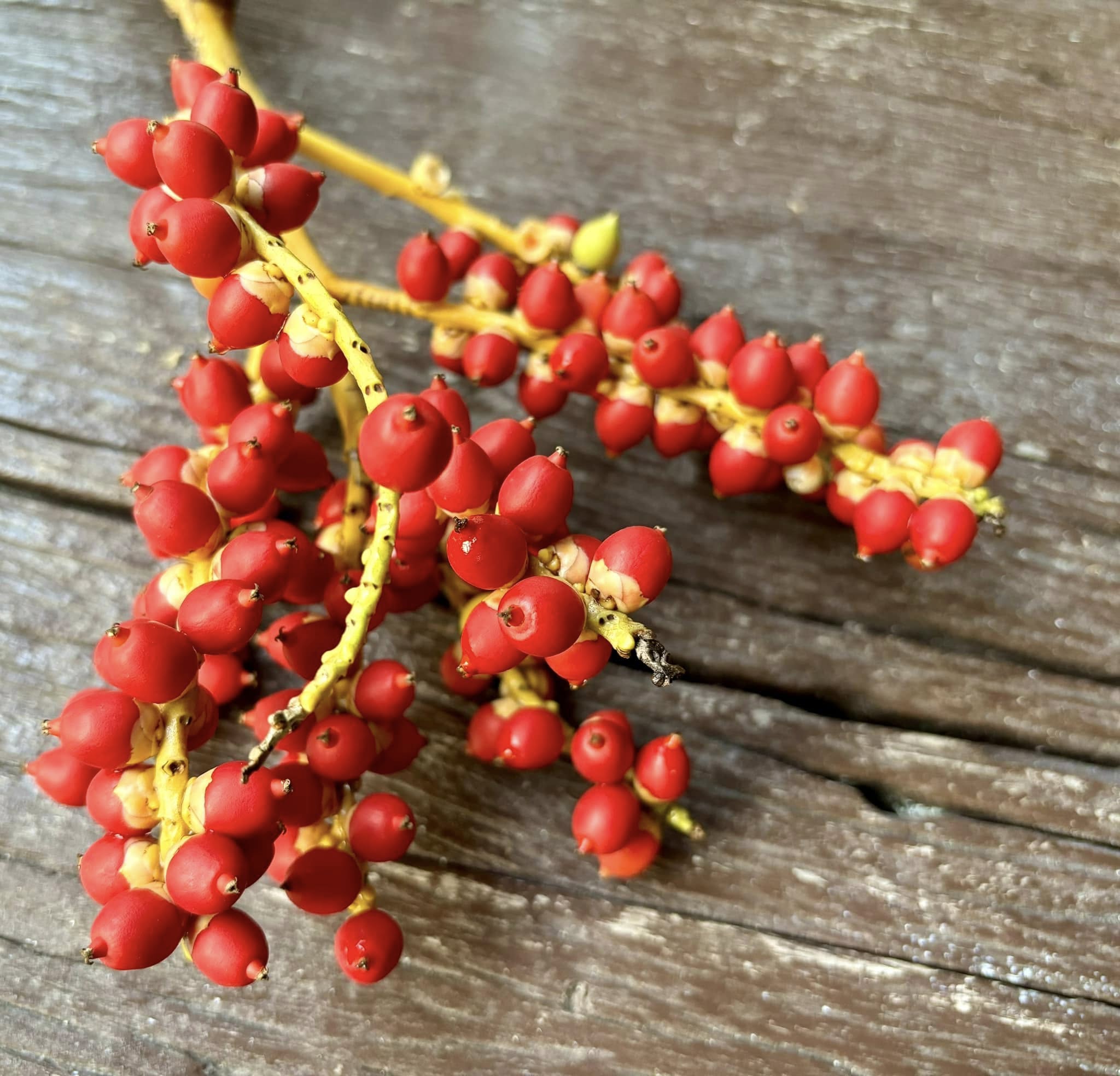 Palm Adonidia merrillii -  1 potted plant / 1 getopfte Pflanze