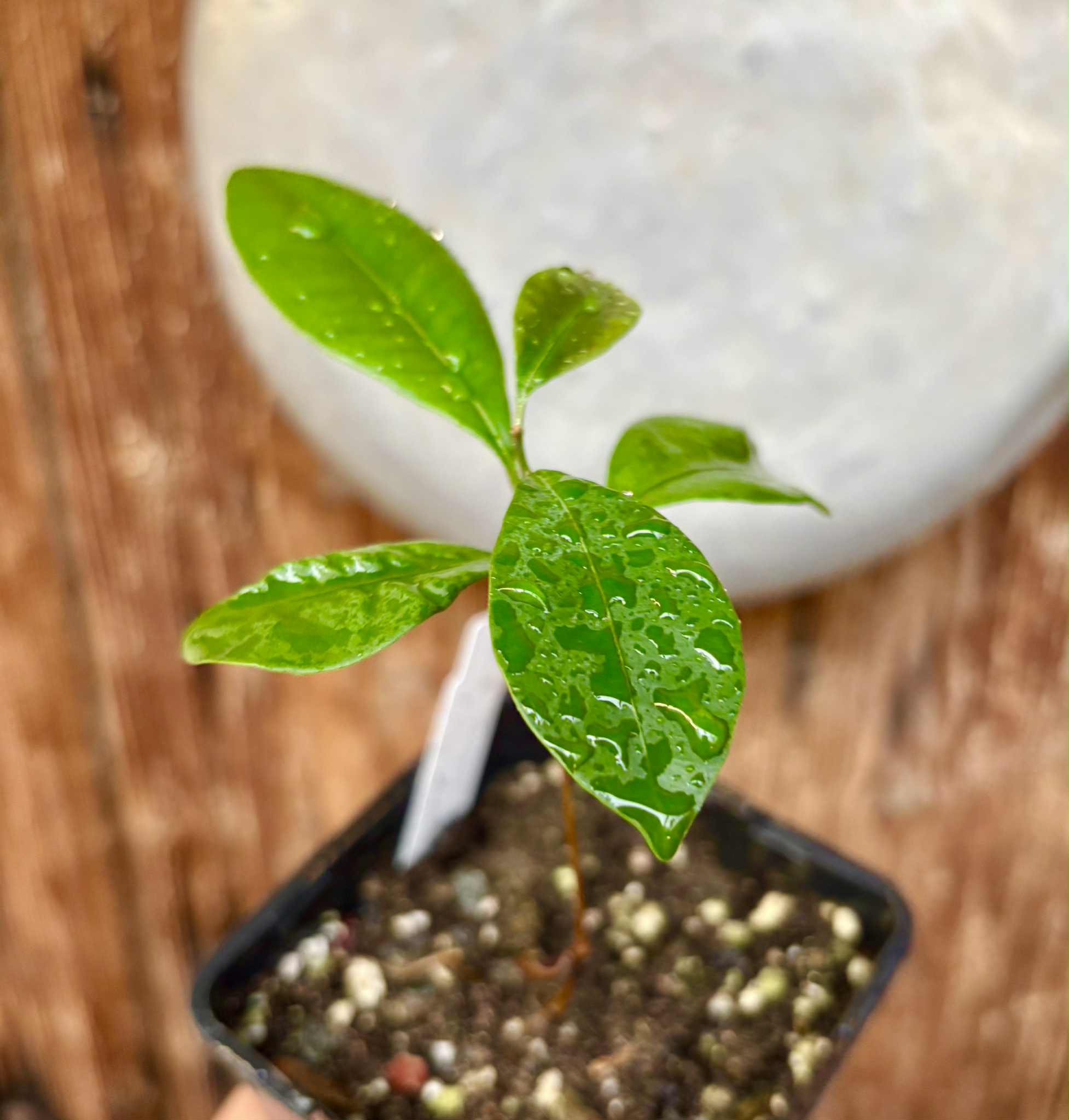 Pouteria cuspidata  -  1 small potted seedling / 1 kleiner, getopfter Sämling