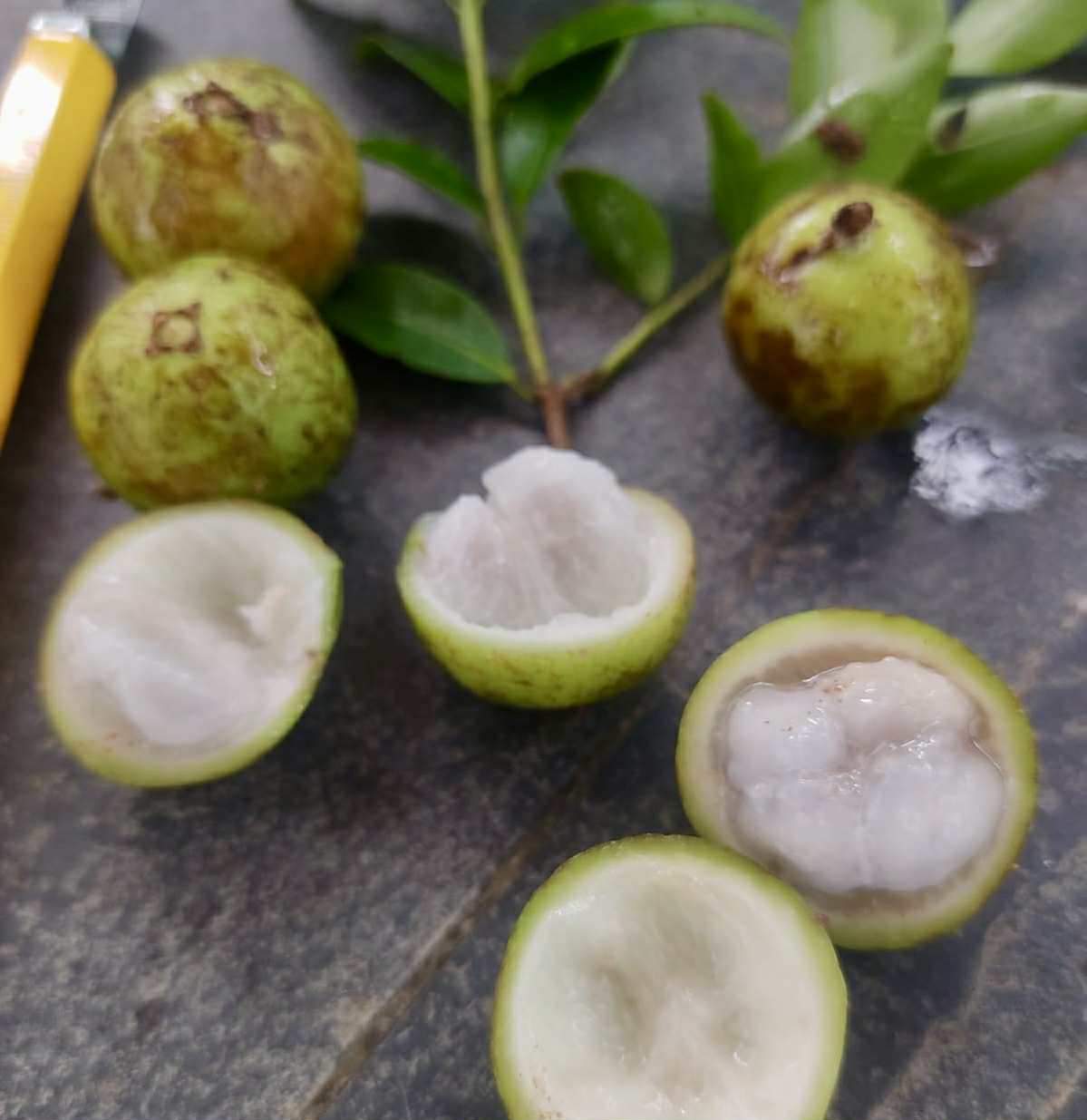 Plinia sp. fruta verde - folha miúda - 1 fresh seed / 1 frischer Samen