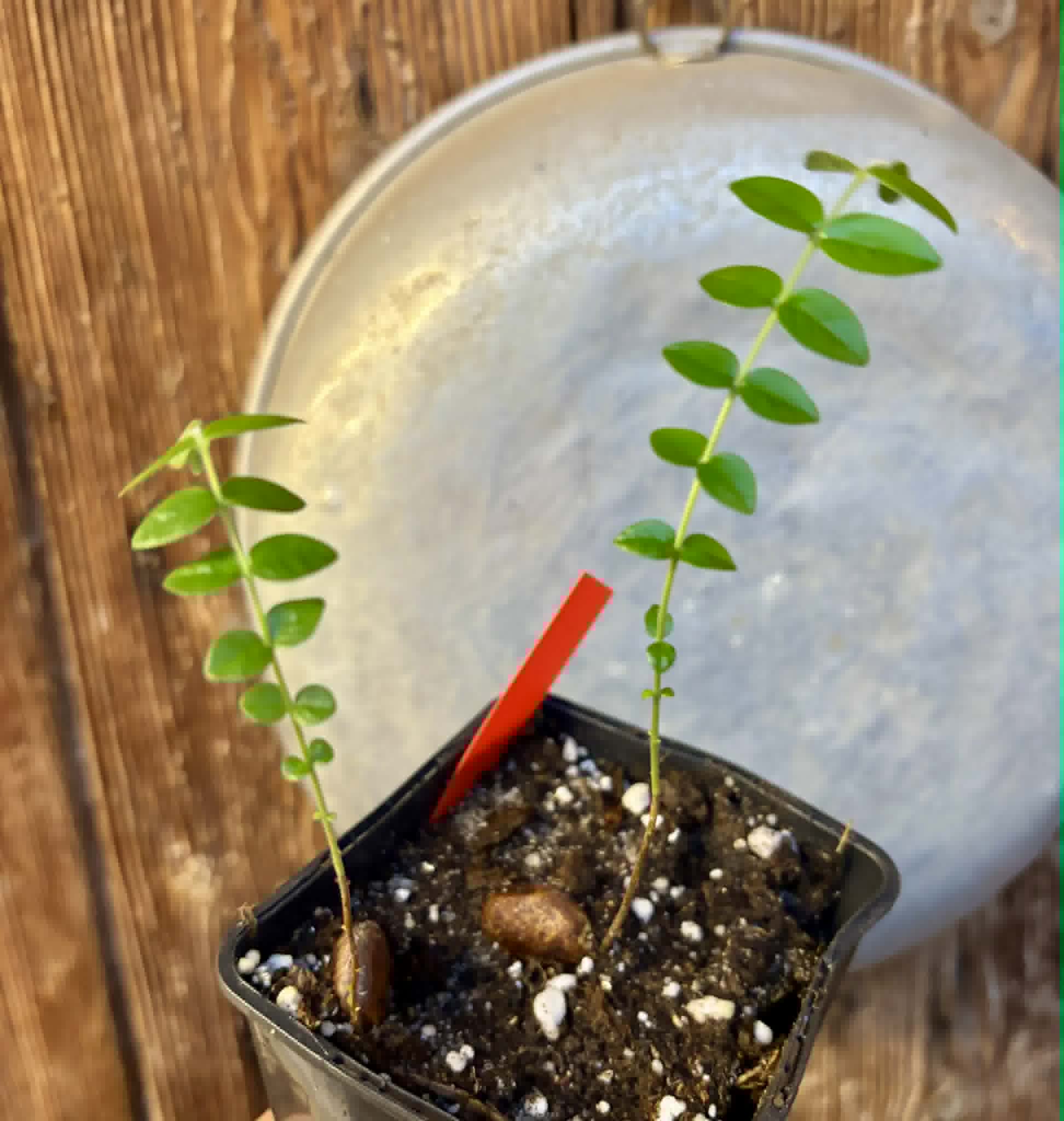 2 in 1 pot - Myrciaria sp Pastora - 2 seedlings in one pot / 2 Sämlinge in einem Topf