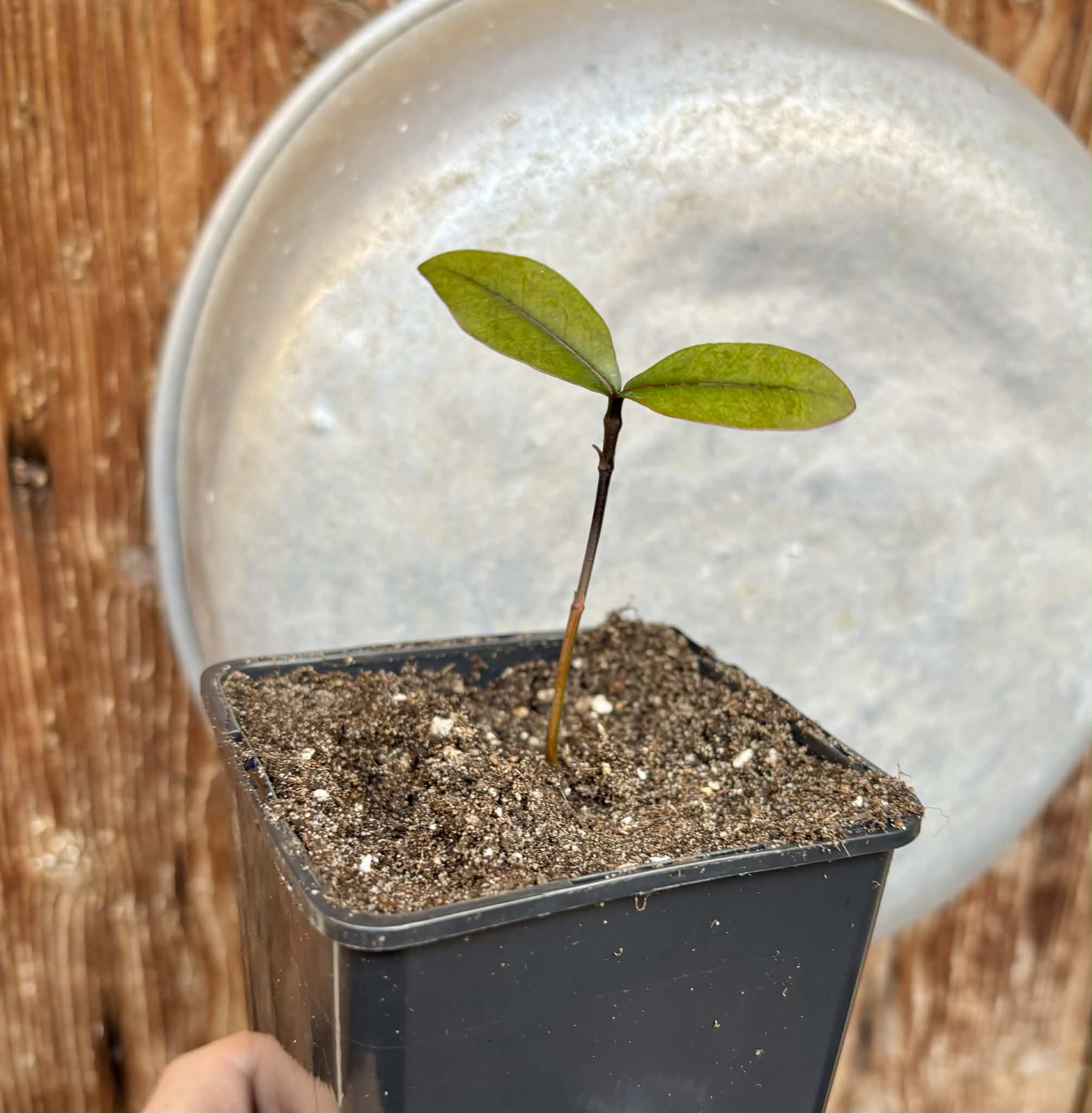 Bacupari (Garcinia brasiliensis) -  1 potted seedling / 1 getopfter Sämling