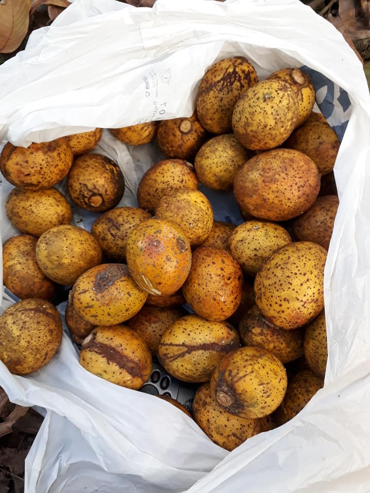last seed - Butter Sapote (Pouteria butyrocarpa) - 1 germinated seed / 1 gekeimter Samen