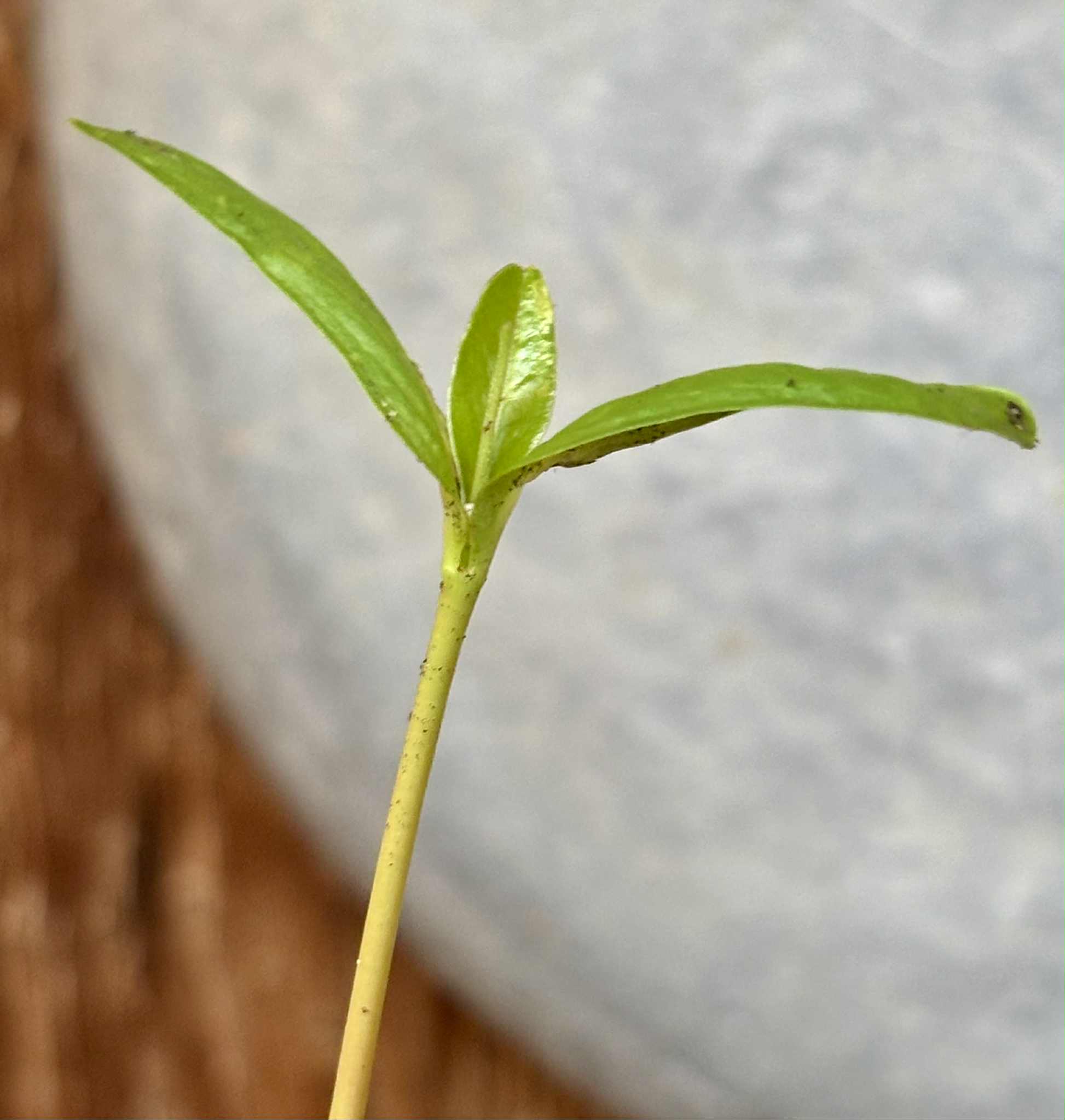 Marolo (Annona crassiflora) - 1 potted seedling / 1 getopfter Sämling