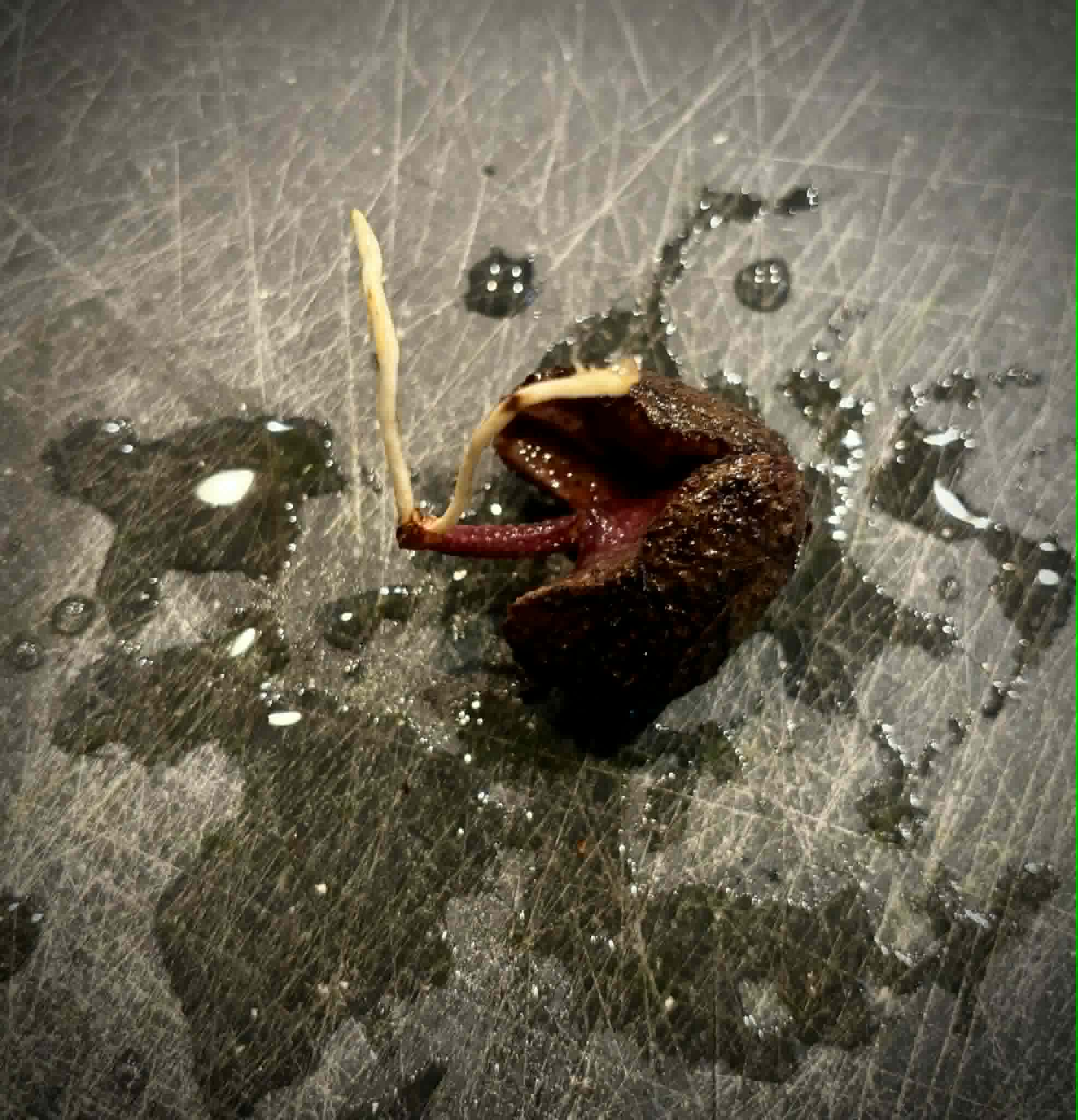 Syzygium versteegii - 1 germinated seed / 1 gekeimter Samen
