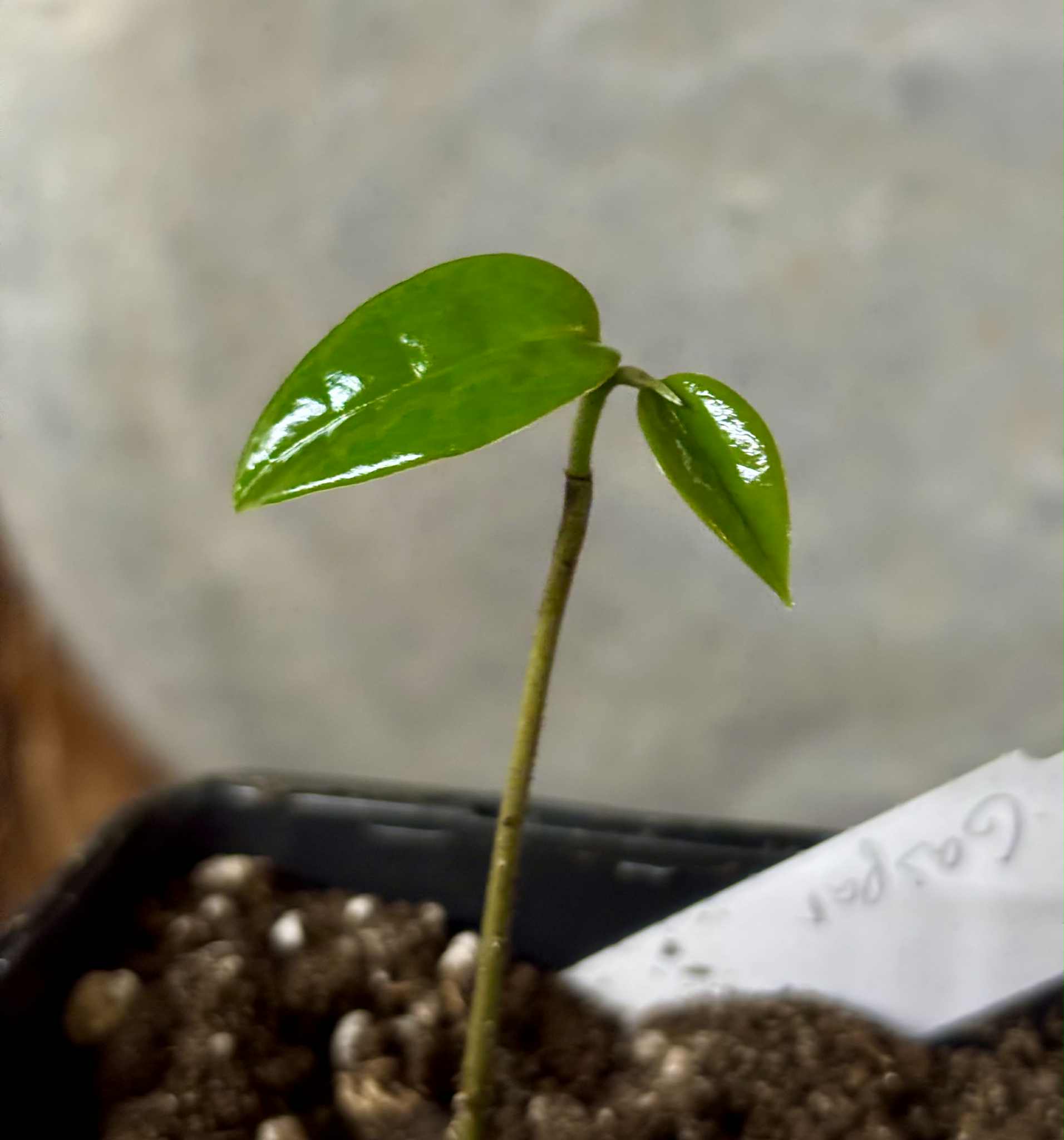 Annona montana var. Gaspar - 1 potted seedling / 1 getopfter Sämling