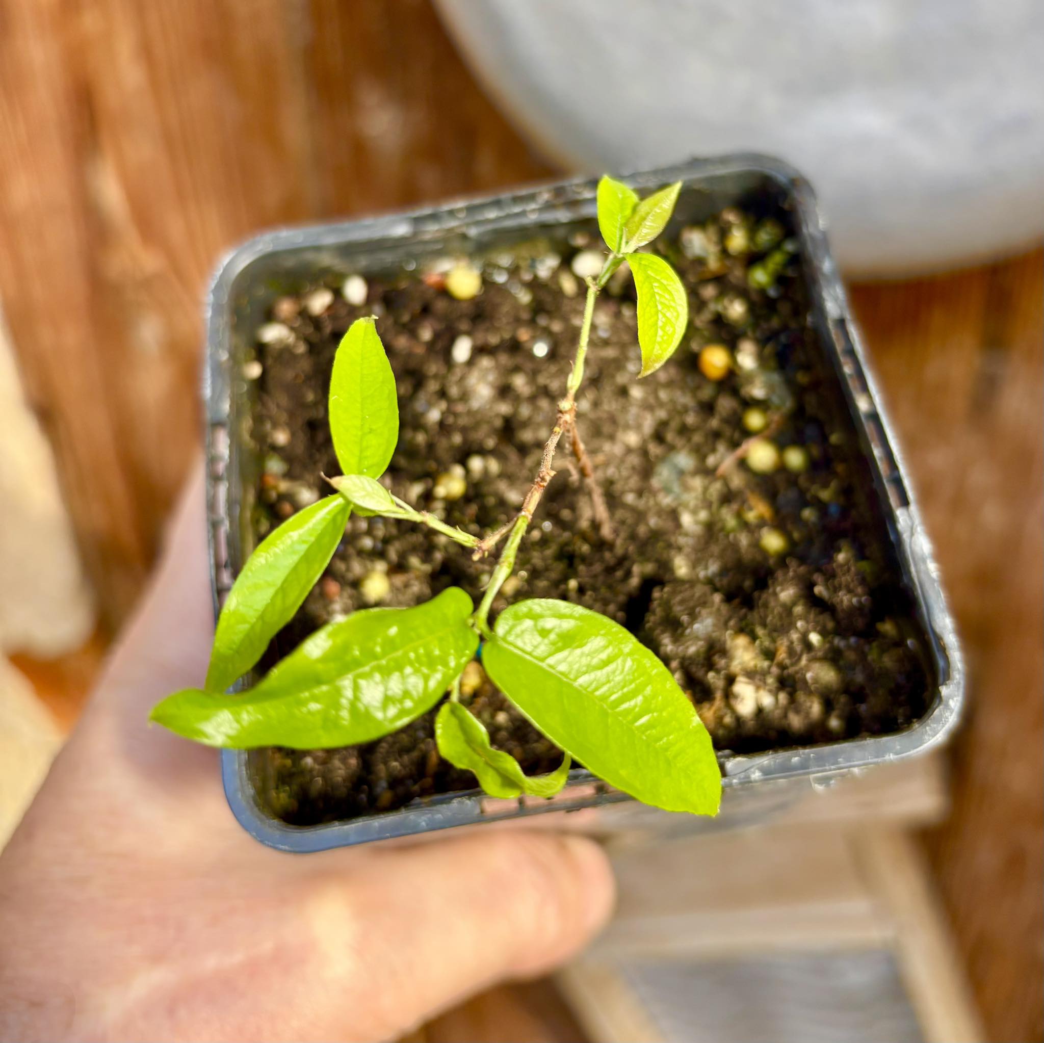 Plinia aureana var. Branca Gigante Otto Anderson - 1 potted plant / 1 getopfte Pflanze