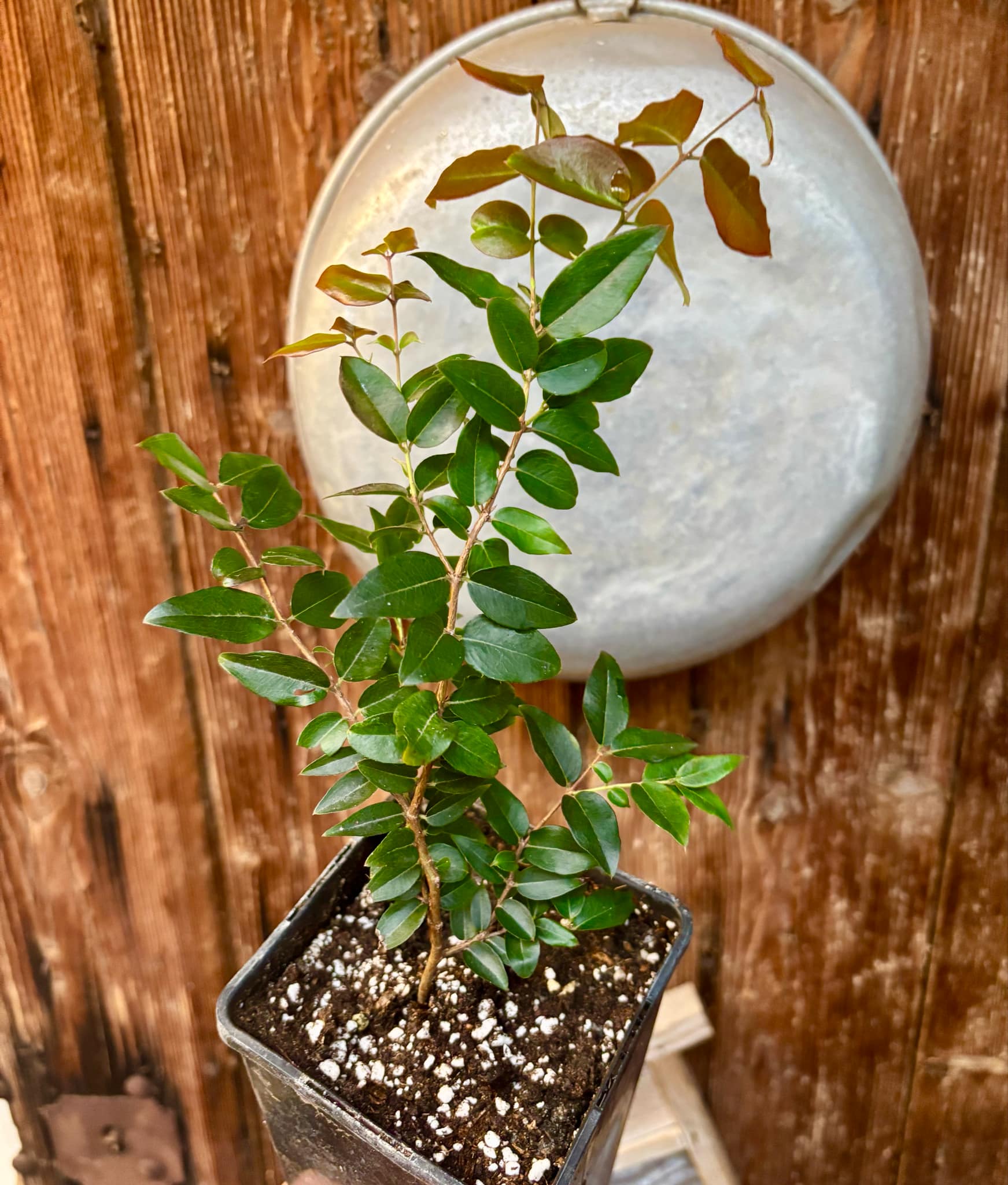 3 years old - Plinia sp Taiwan Tiger - 1 potted plant / 1 getopfte Pflanze