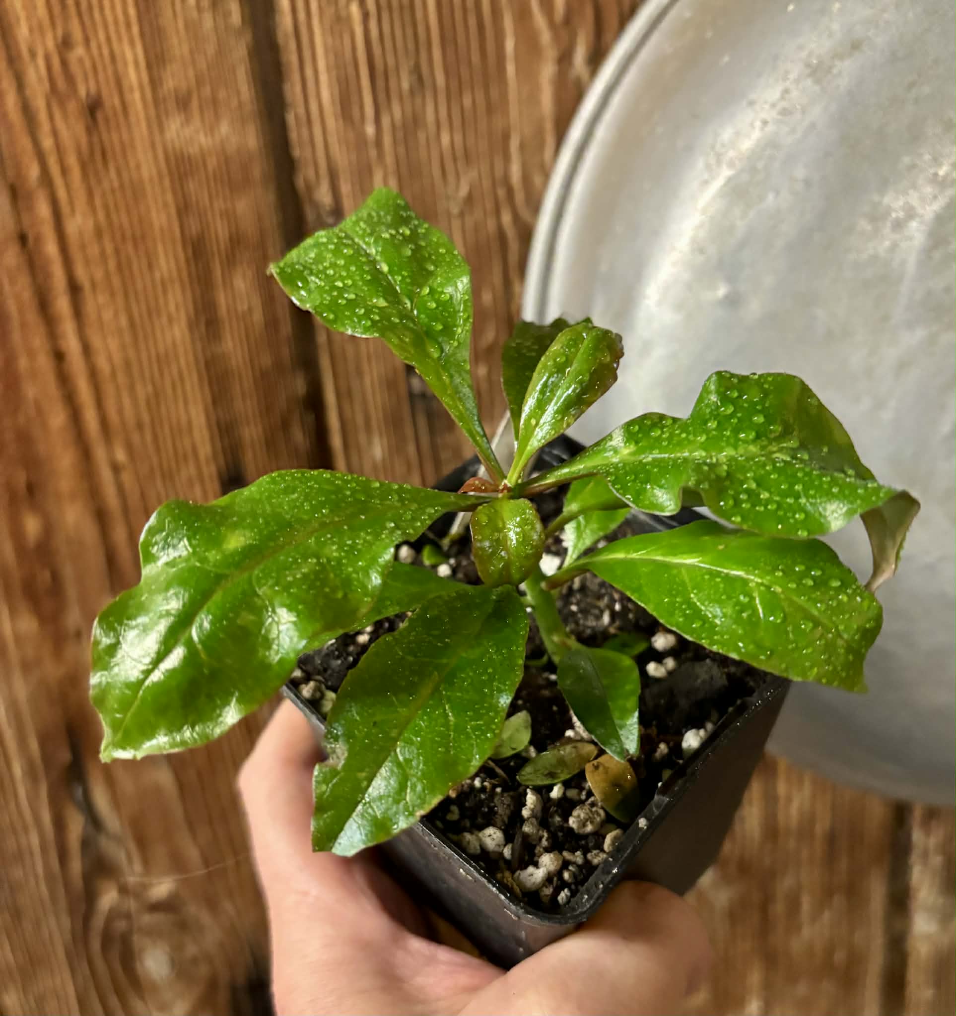 Rooted cutting - Pereskia bleo - Leuenbergeria bleo - 1 potted plant / 1 getopfte Pflanze