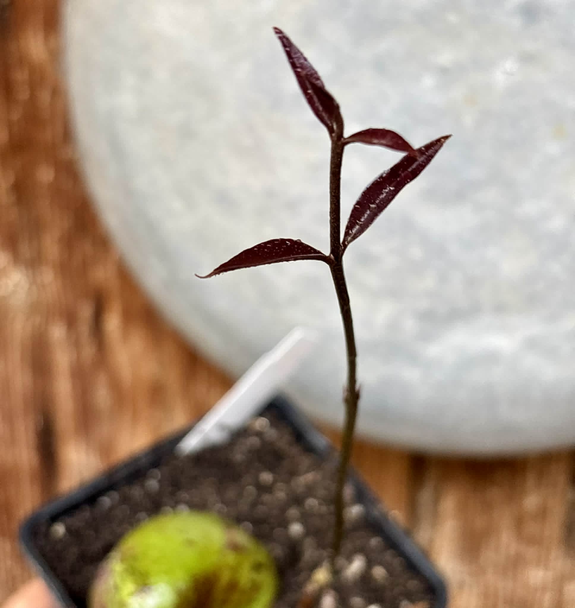 only 1 available - Eugenia sp BIG Conduru -  1 potted plant / 1 getopfte Pflanze