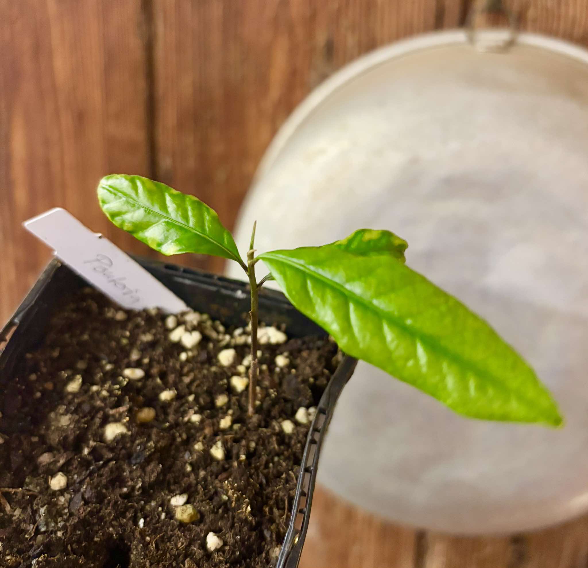 Pouteria sp Ajara - 1 potted plant / 1 getopfte Pflanze