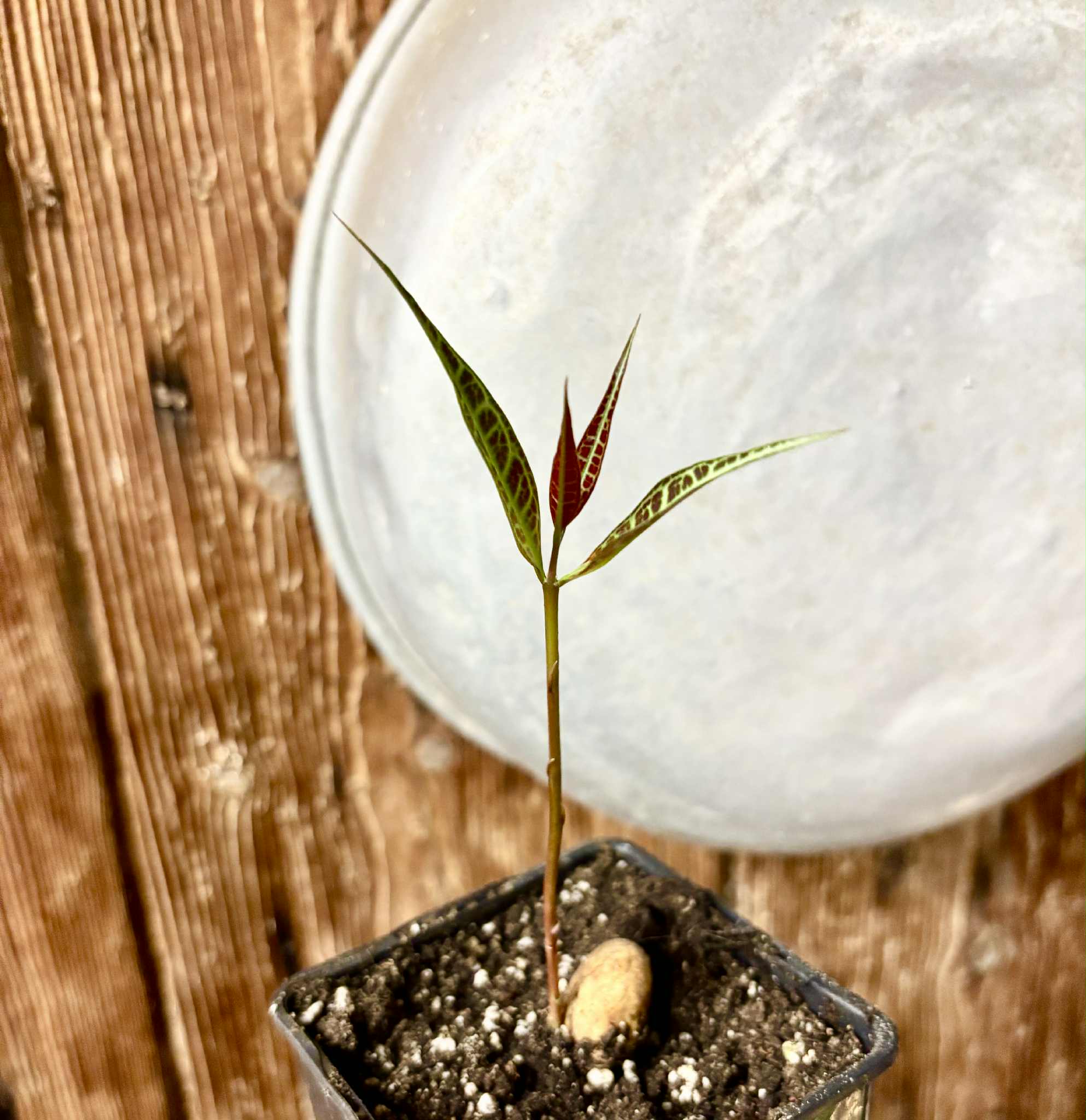 Eugenia sp Labisia -  1 potted seedling / 1 getopfter Sämling