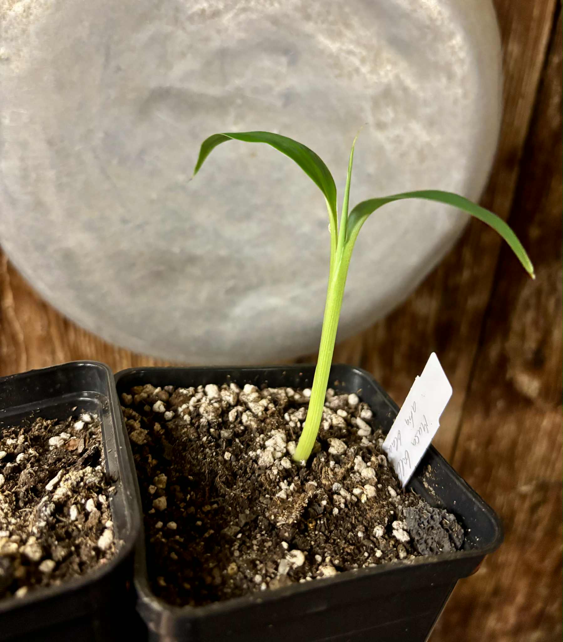 Musa balbisiana var Atia black - 1 small potted seedling / 1 kleiner, getopfter Sämling