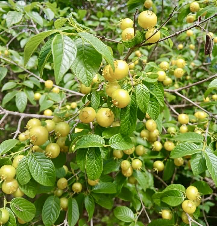 pre Order - Campomanesia aromatica var. Yellow - 1 fresh seed / 1 frischer Samen