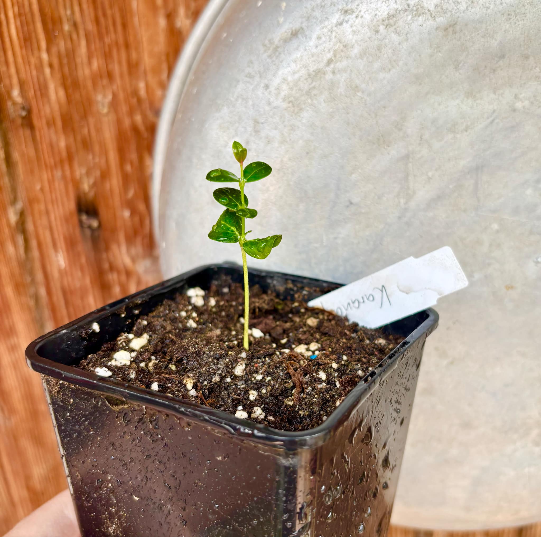 Carissa carandas - Karanda / 1 small potted seedling / 1 kleiner getopfter Sämling Carissa carandas - Karanda / 1 small potted seedling / 1 kleiner getopfter Sämling