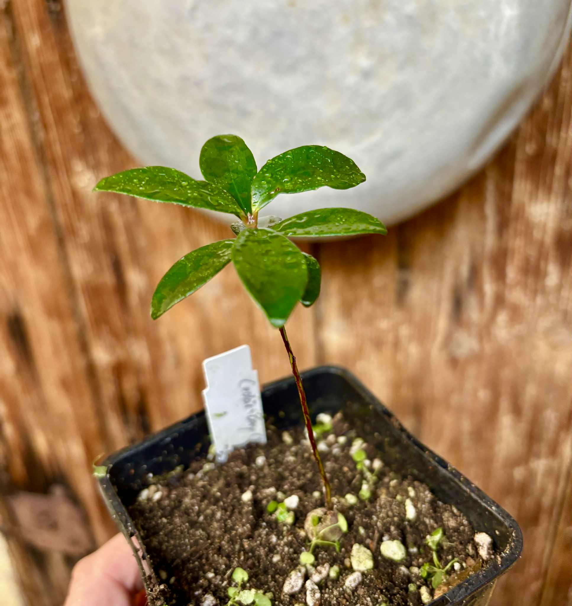 the Eugenia from Australia - Eugenia reinwardtiana - Cedarbay Cherry -  1 small potted seedling / 1 kleiner, getopfter Sämling