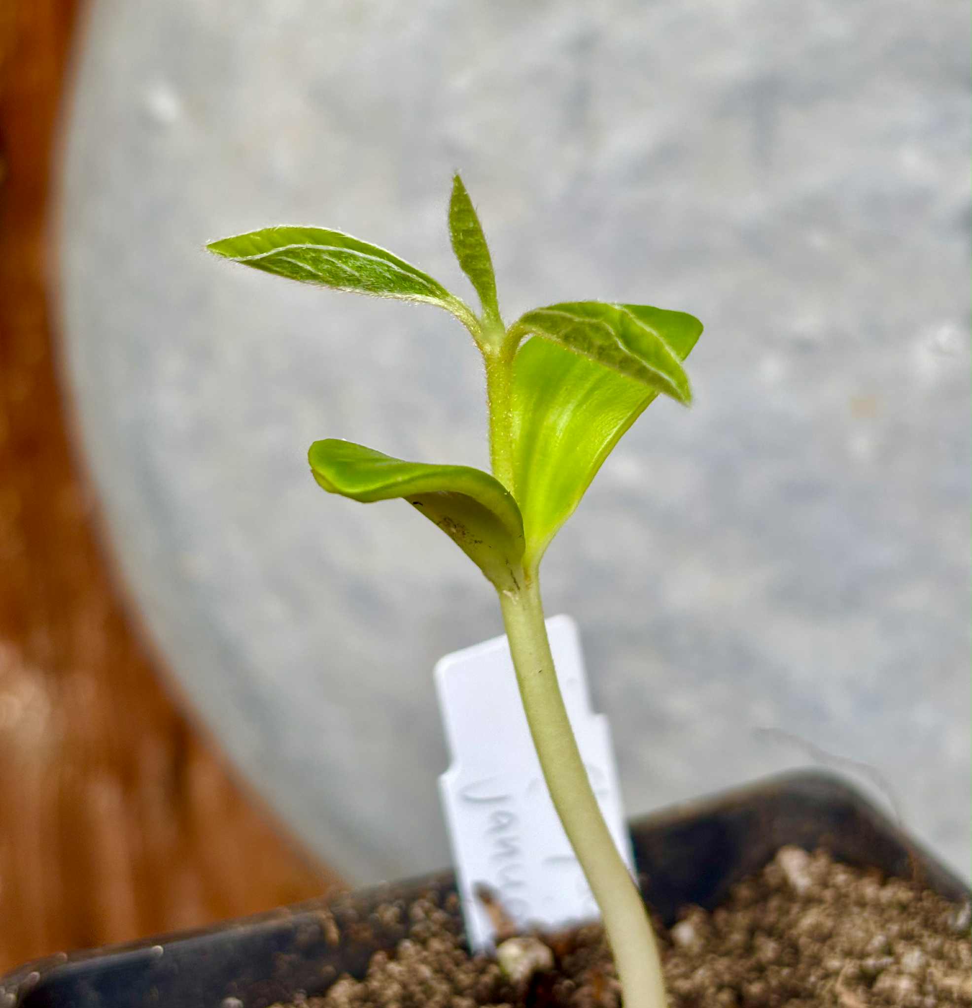 Chrysophyllum januariense  -  1 small potted seedling / 1 kleiner, getopfter Sämling