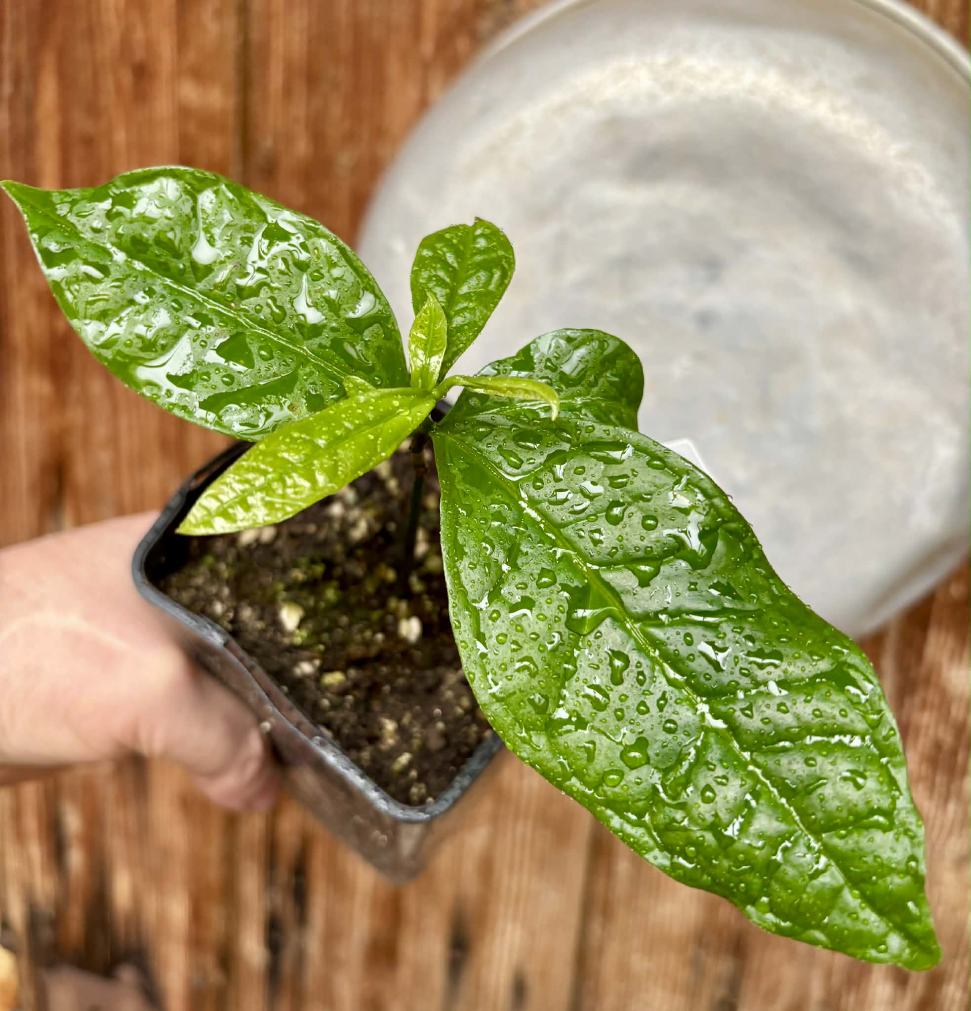 Cymbopetalum brasiliensis - 1 potted seedling / 1 getopfter Sämling