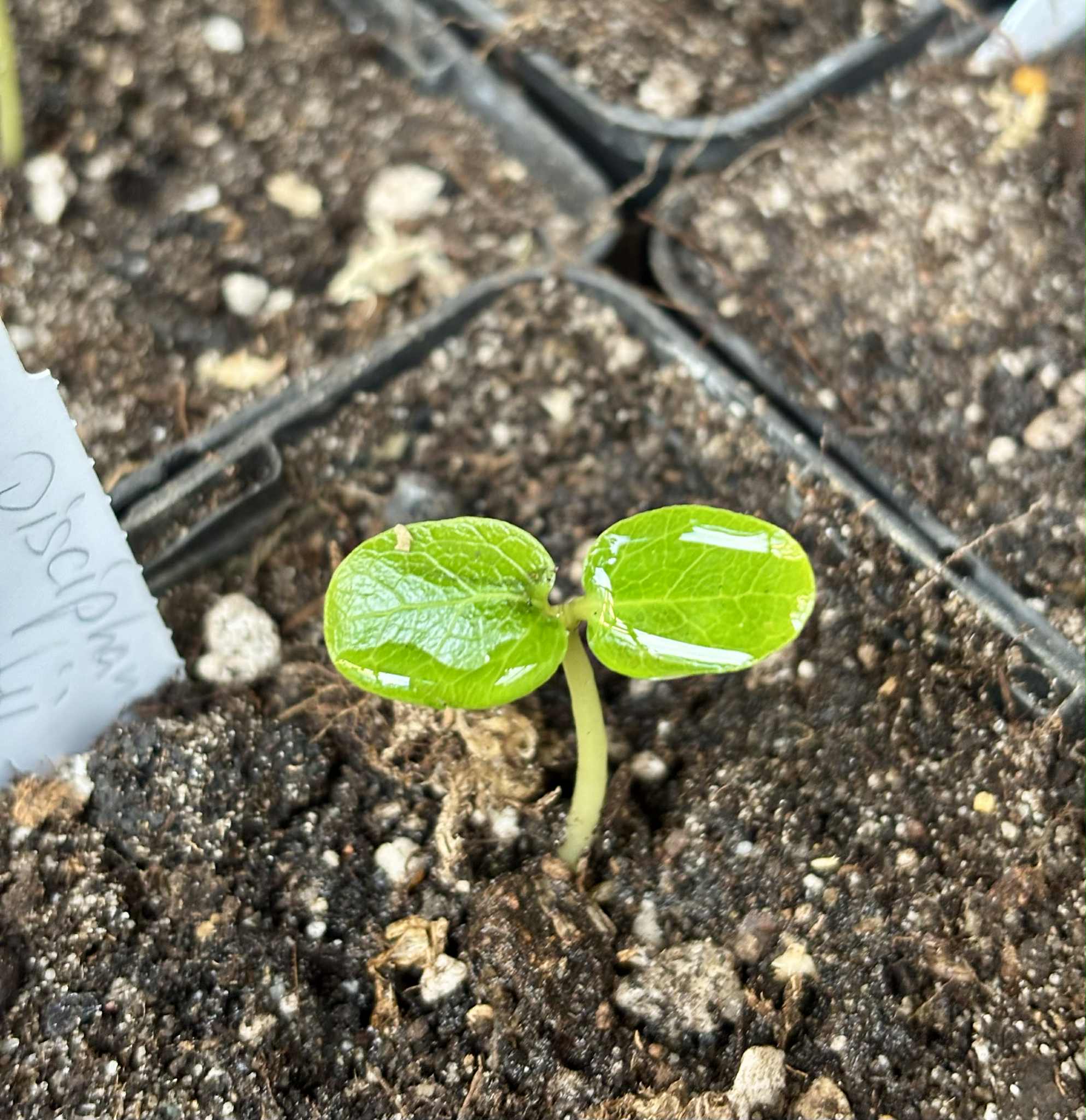 Uva do Mato Escarlate (Disciphania ernstii) -  1 fresh potted seedling / 1 frisch getopfter Sämling