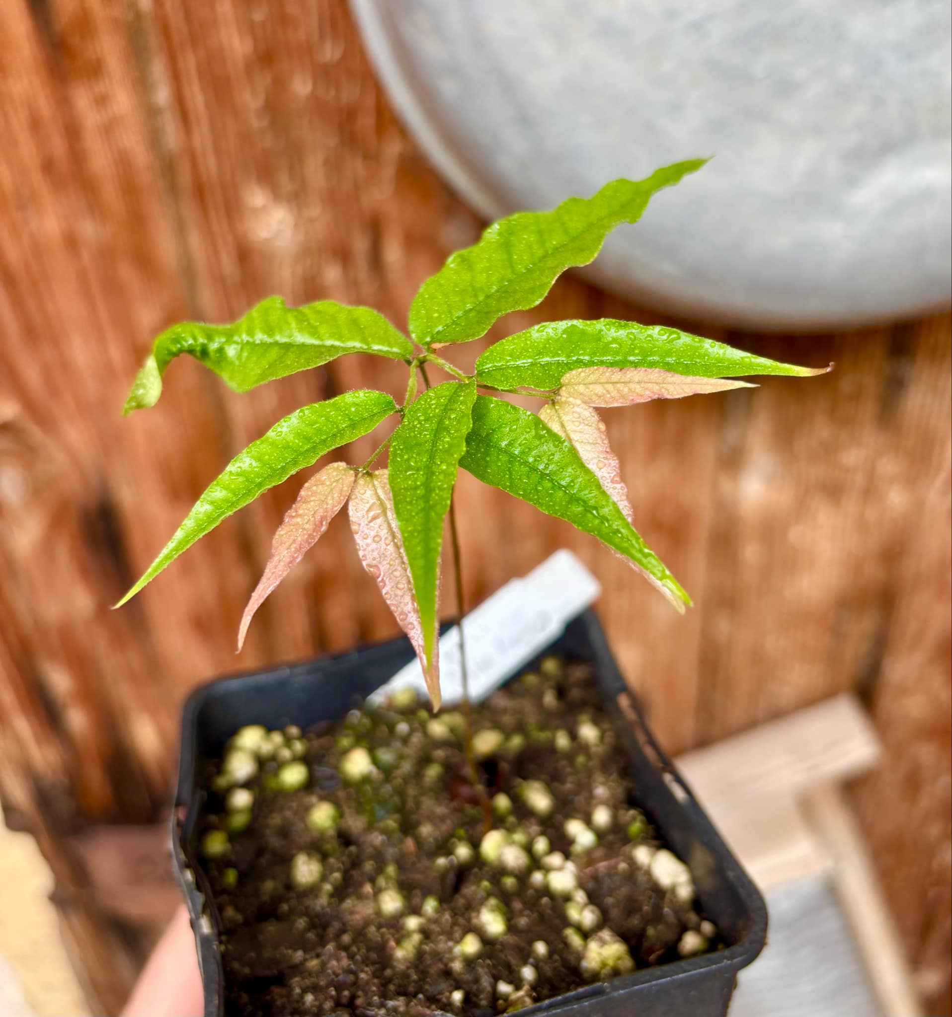 Jaboticaba - Plinia sp Rajada Cabo longo verde - 1 small potted seedling / 1 kleiner, getopfter Sämling Jaboticaba - Plinia sp Rajada Cabo longo verde - 1 small potted seedling / 1 kleiner, getopfter Sämling