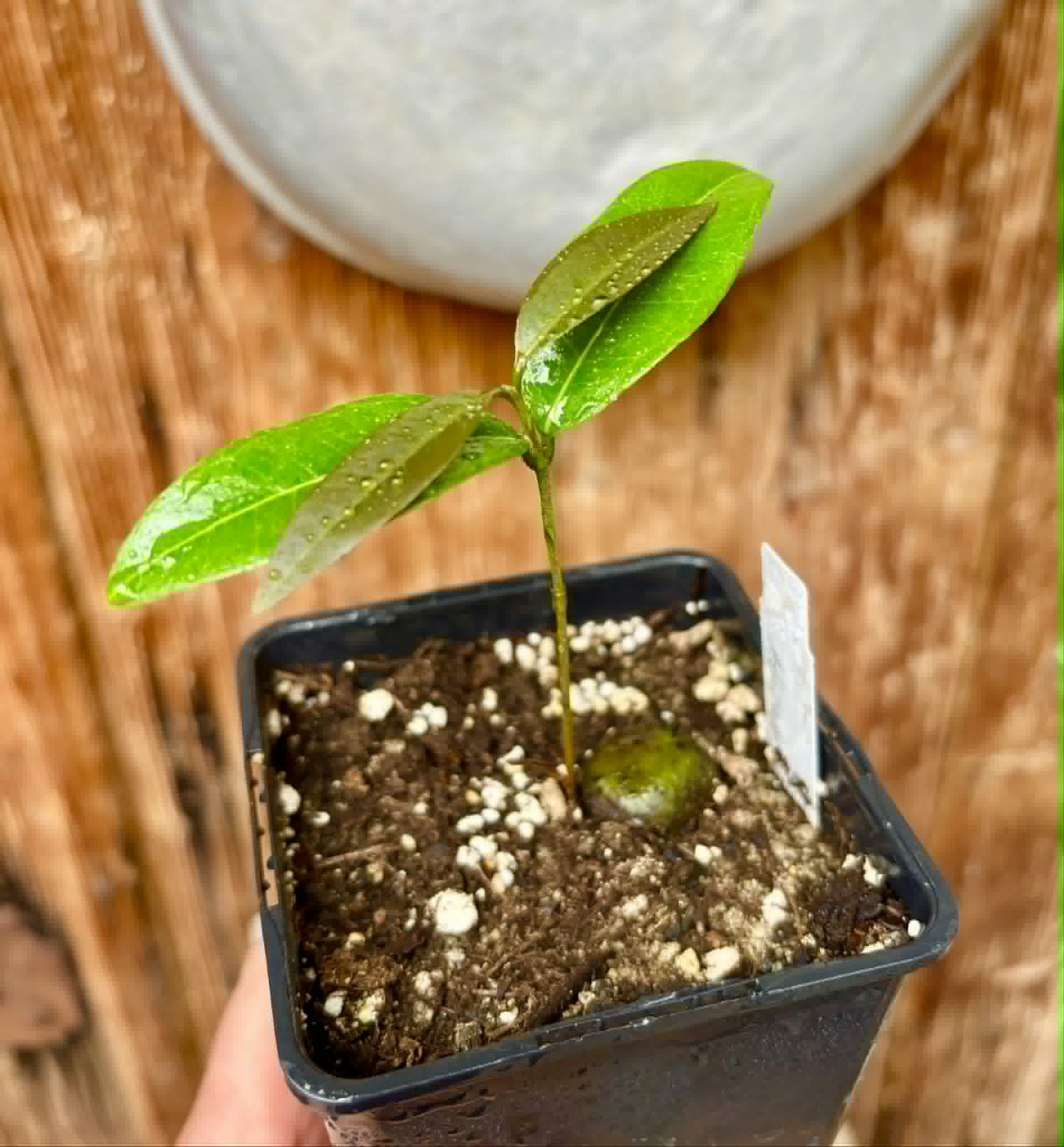 Eugenia sp Abacate -  1 potted seedling / 1 getopfter Sämling