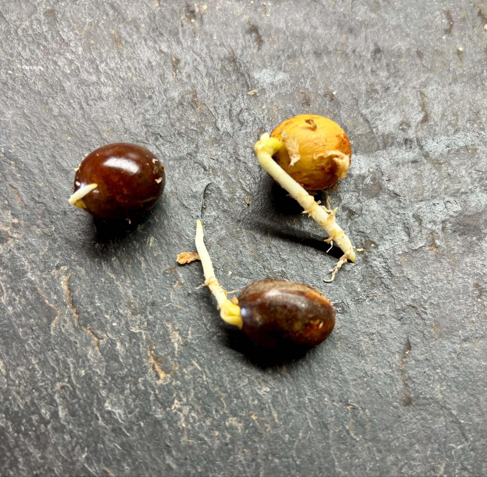 Ross Sapote (Pouteria sp) - 1 germinated seed / 1 gekeimter Samen
