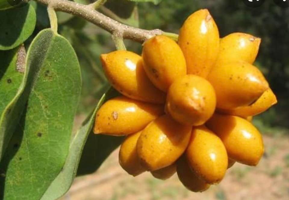 Annona leptopetala  - 1 fresh seed / 1 frischer Samen