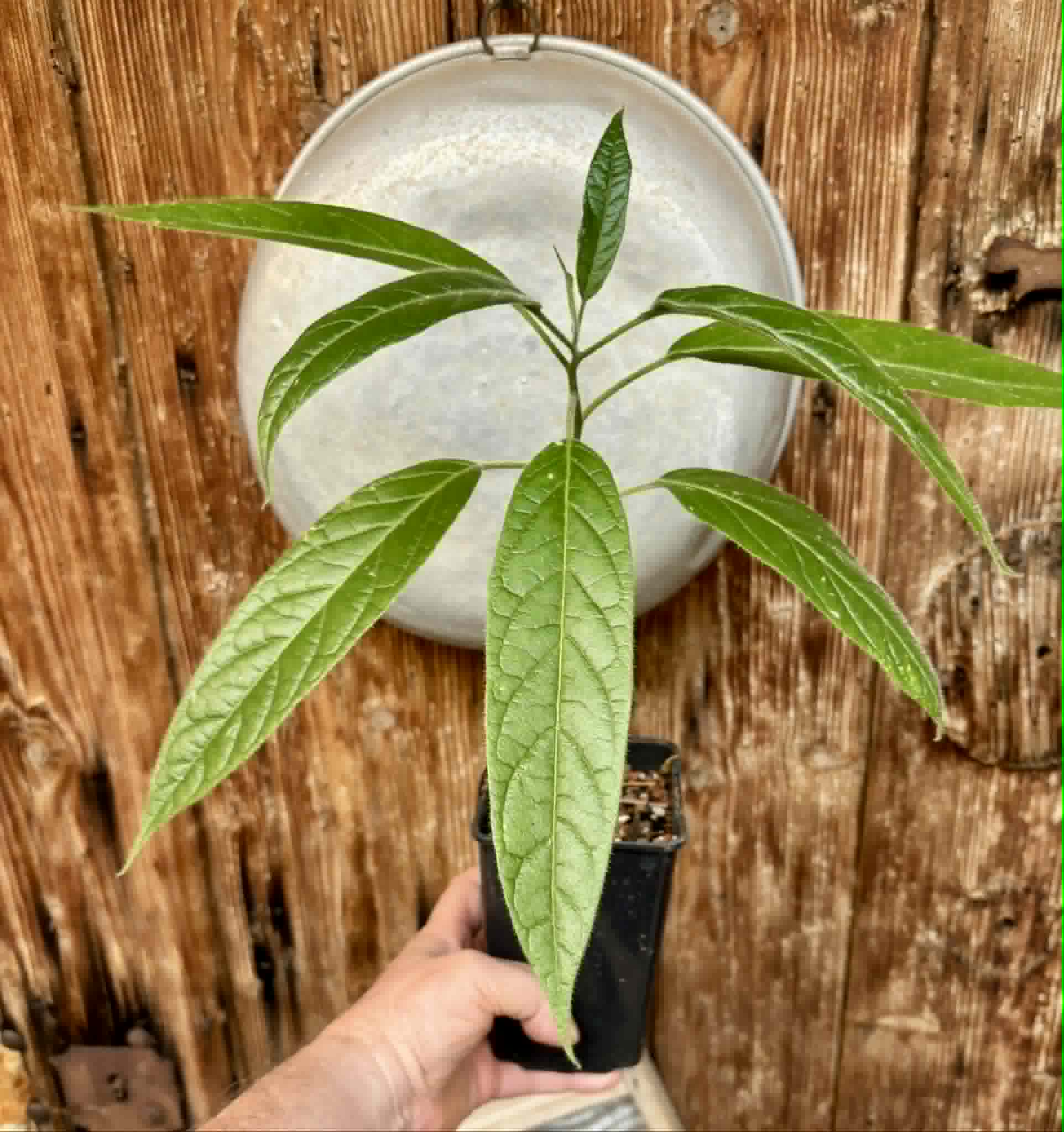 Solanum luridifuscescens - Tomatao Verde Piloso - 1 potted seedling / 1 getopfter Sämling