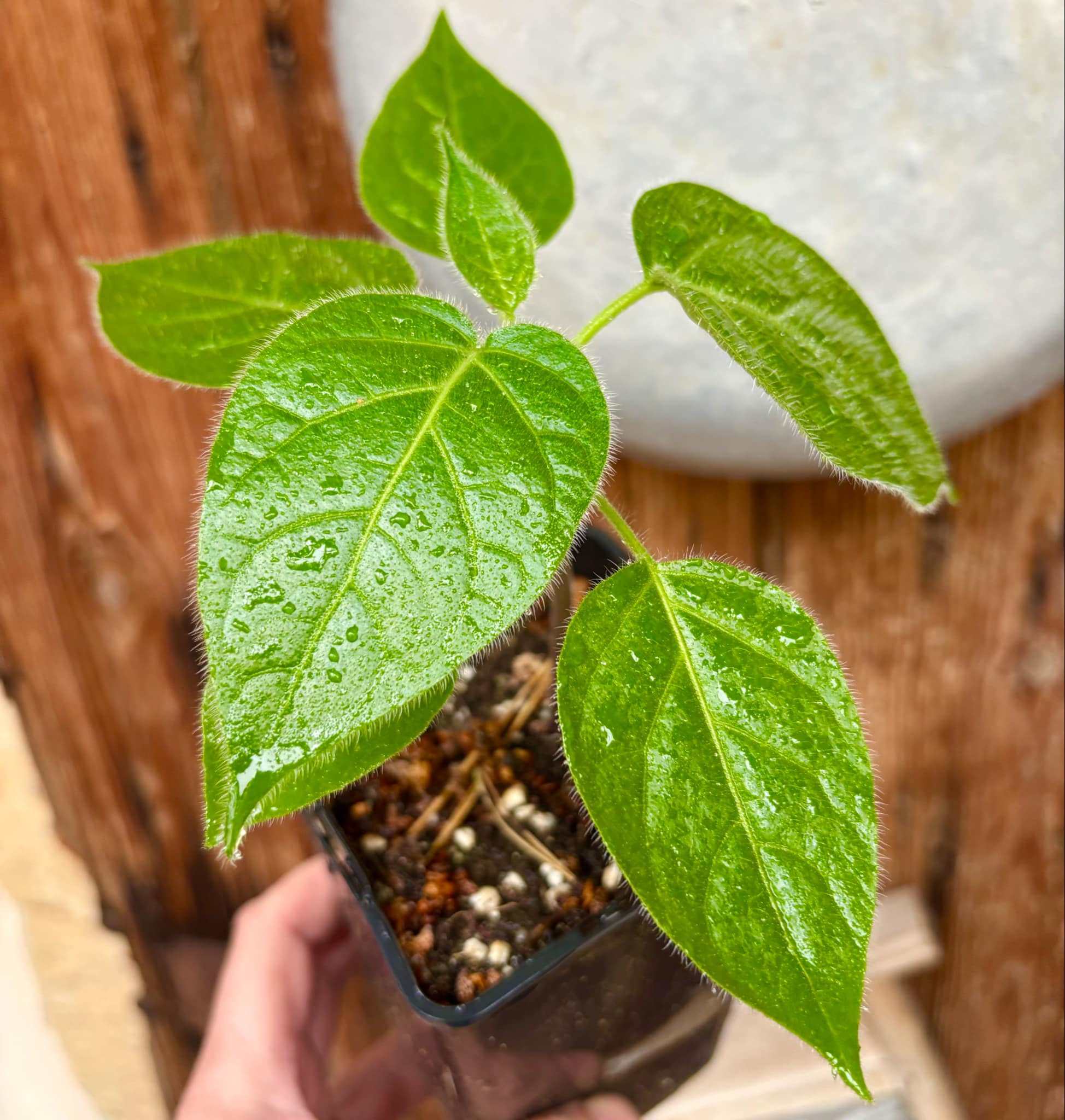 Solanum sibundoyense - 1 potted seedling / 1 getopfter Sämling