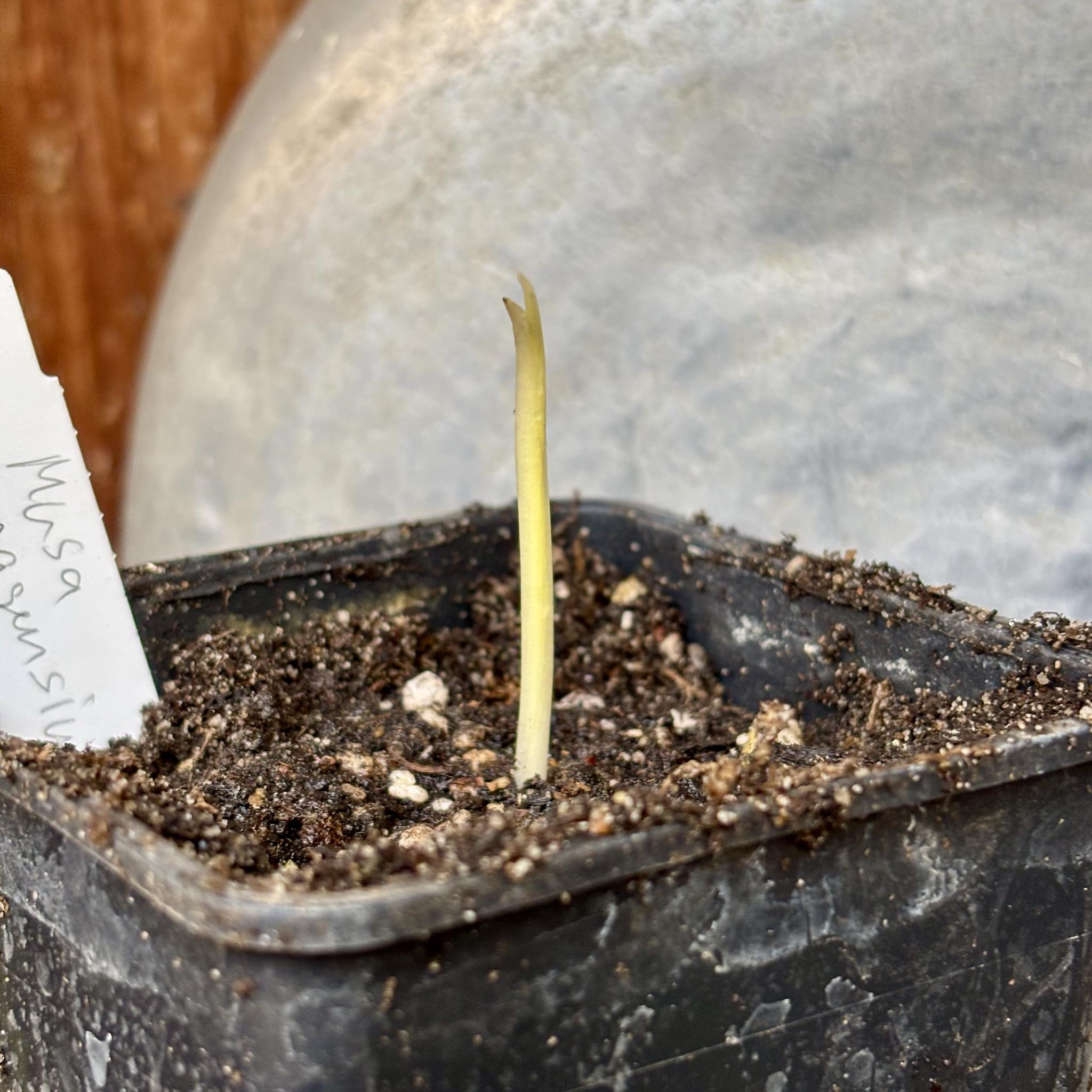 Musa nagensium - 1 small potted seedling / 1 kleiner, getopfter Sämling