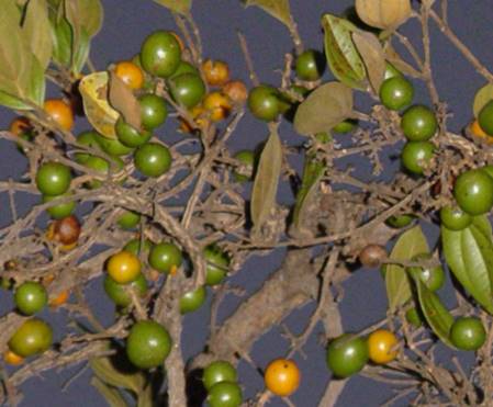 Strychnos pseudoquina - 1 fresh seed / 1 frischer Samen