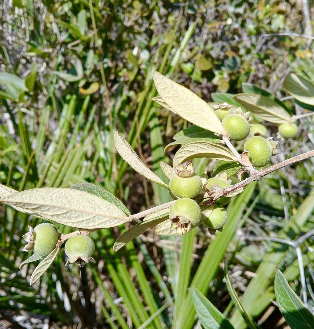 Campomanesia sessiliflora var. Bullata -  1 fresh seed / 1 frischer Samen
