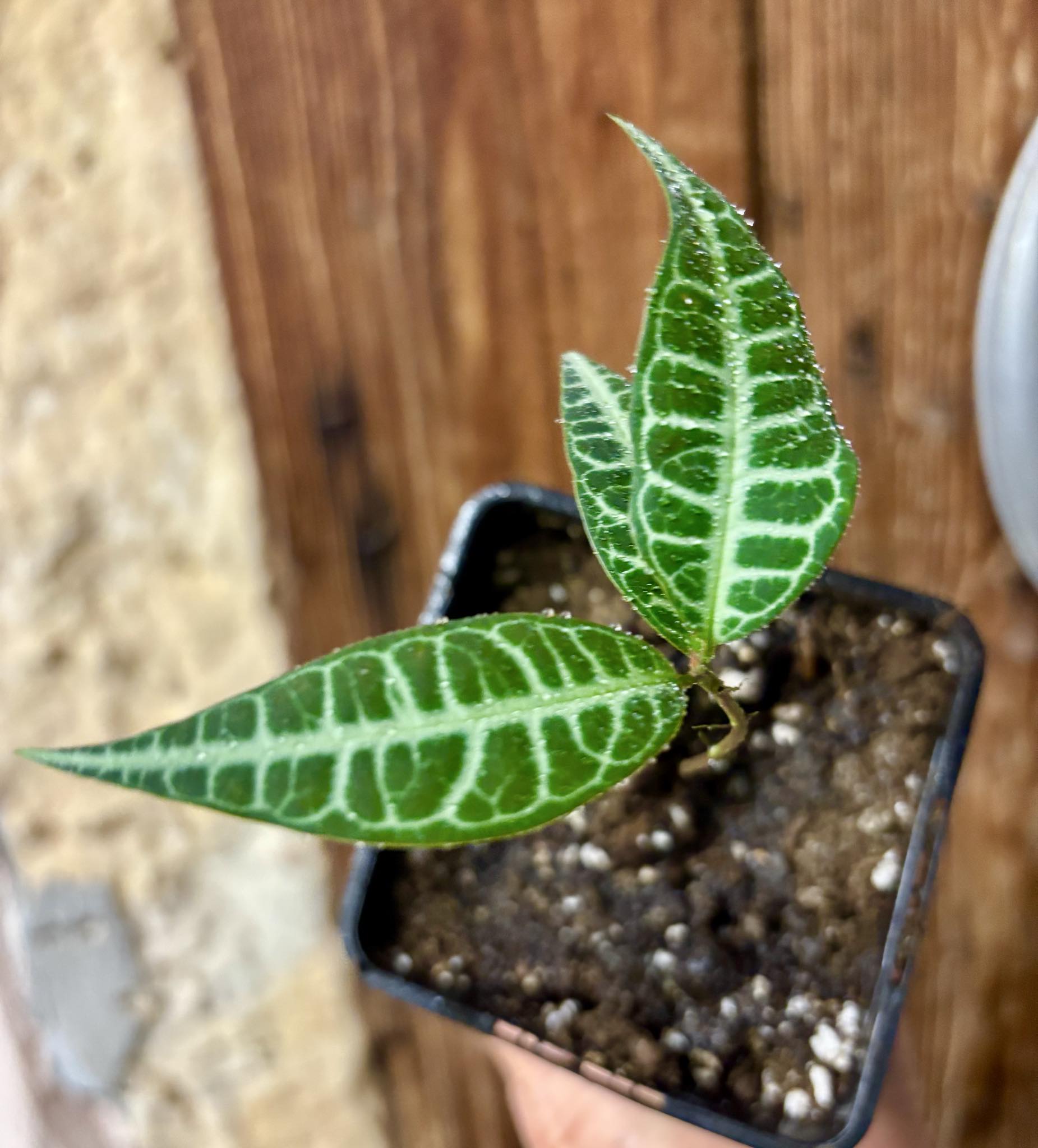 Eugenia sp Labisia -  1 potted seedling / 1 getopfter Sämling