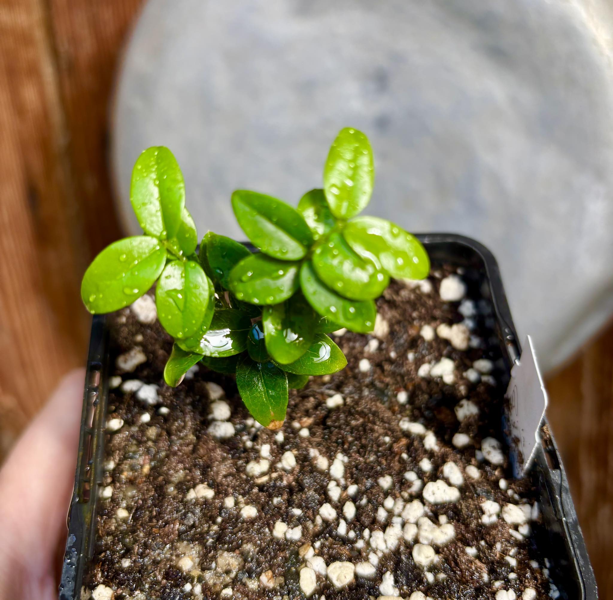 Jaboticaba - Plinia sp Canelinha Polpa rosea - 1 small potted seedling / 1 kleiner, getopfter Sämling