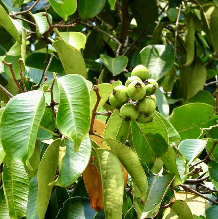 Sea Apple (Syzygium grande) - 1 germinated seed / 1 gekeimter Samen