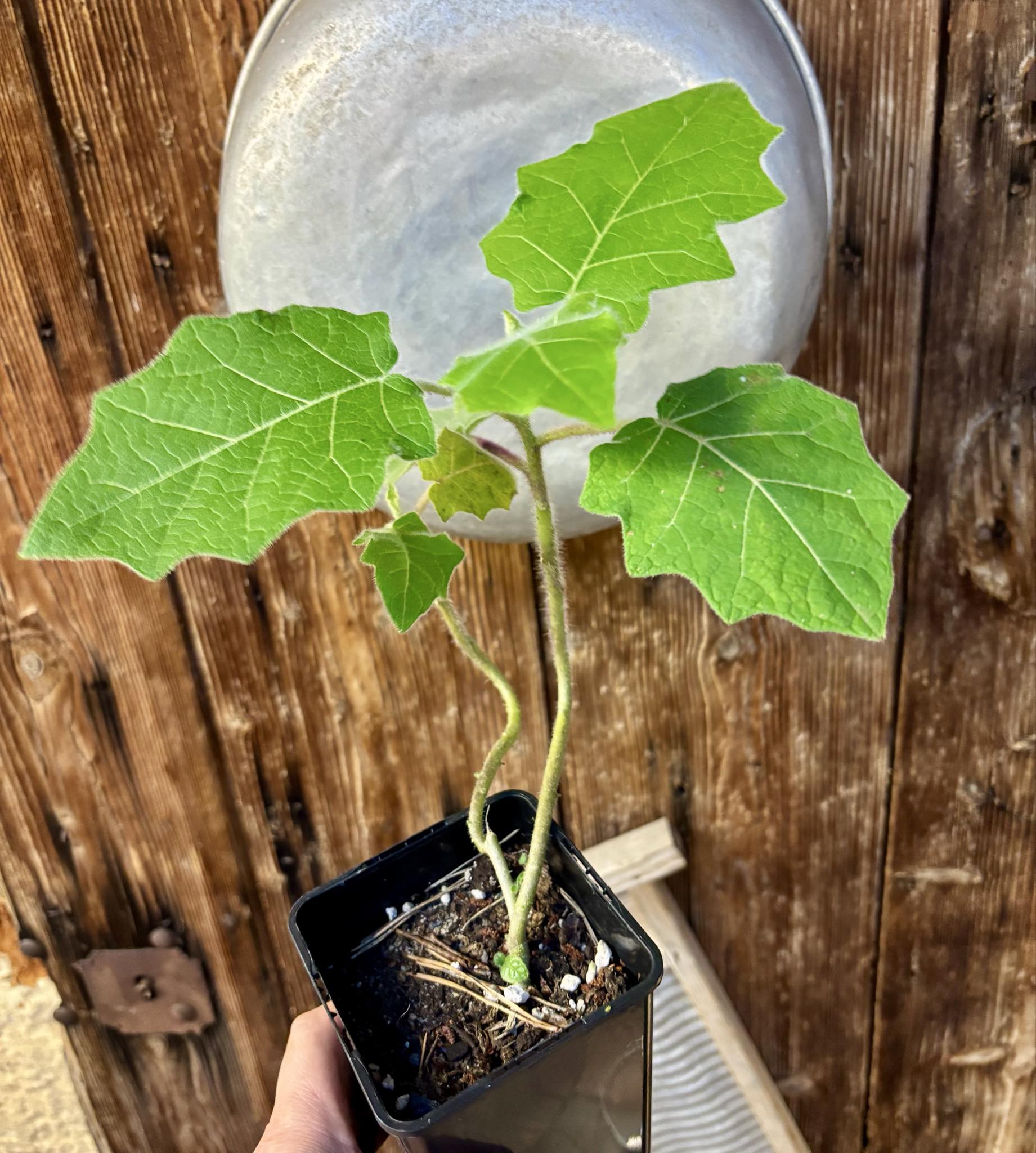 Solanum vestissimum - 1 potted plant / 1 getopfte Pflanze Solanum vestissimum - 1 potted plant / 1 getopfte Pflanze
