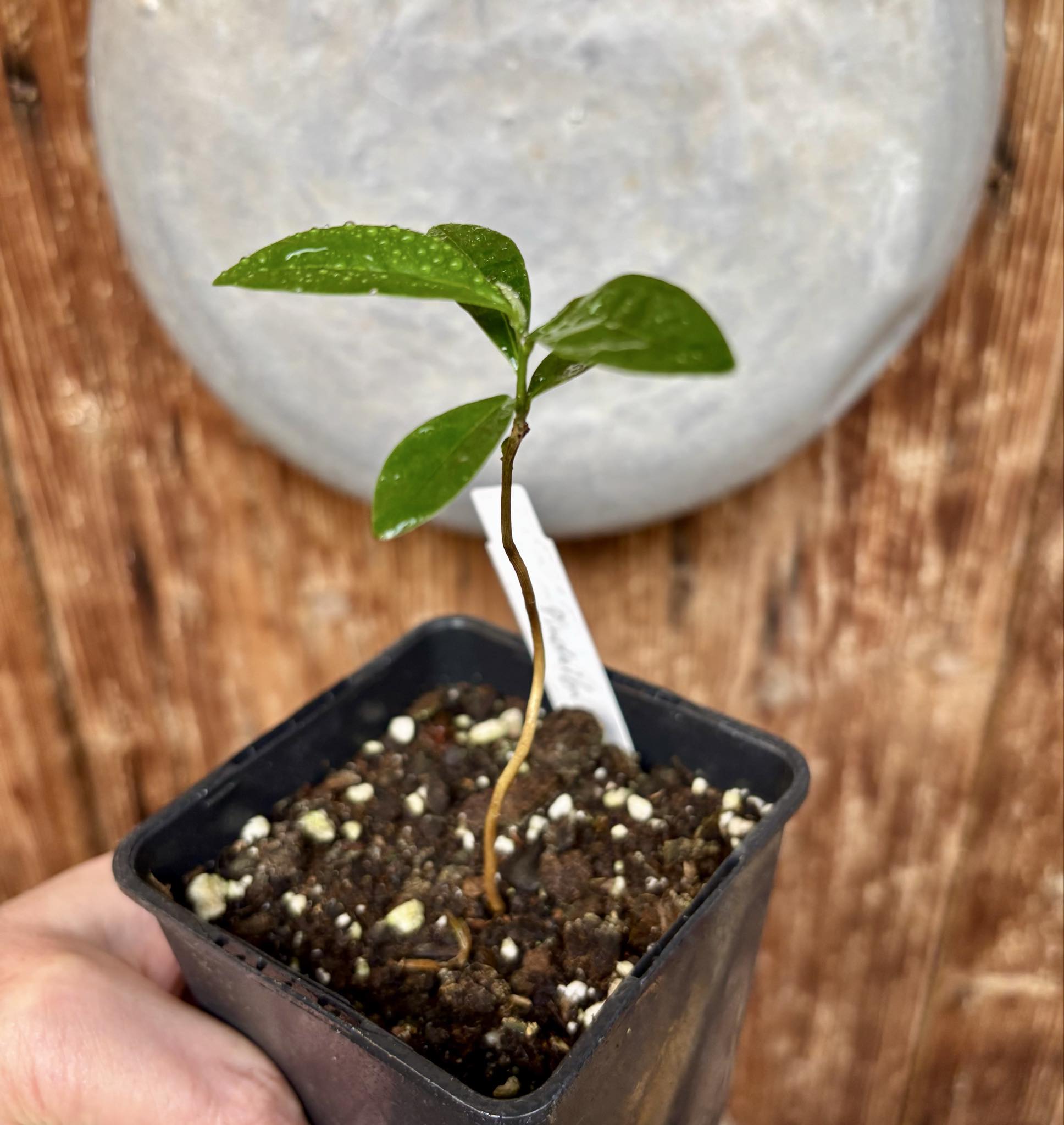 Duguetia lanceolata - Pindaiba - 1 small potted seedling / 1 kleiner, getopfter Sämling