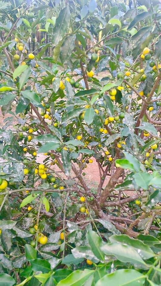 Lemon Drop Mangosteen (Garcinia intermedia) - 1 germinated seed / 1 gekeimter Samen
