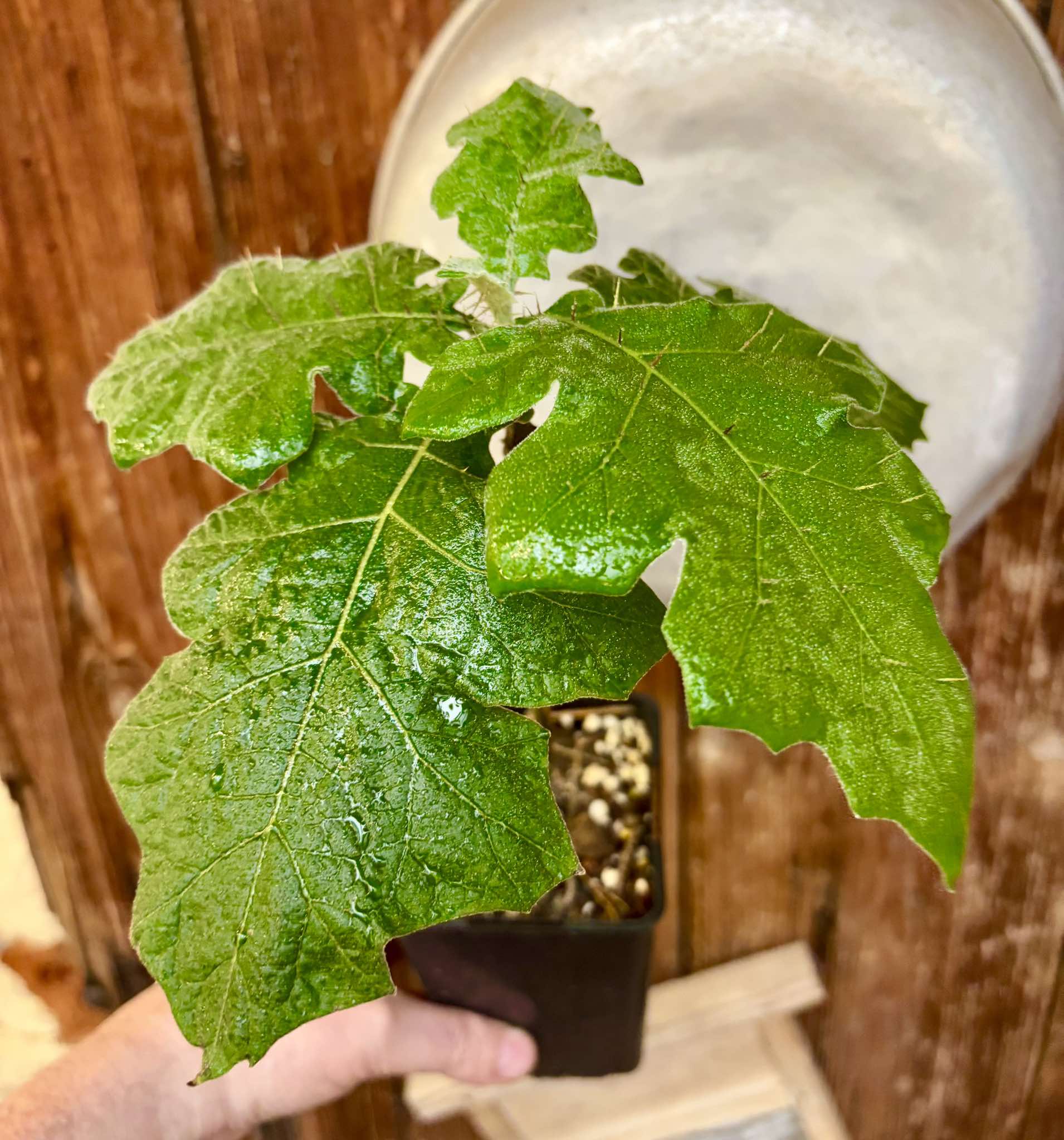 Juã-Açu - Solanum oocarpum - 1 potted plant / 1 getopfte Pflanze
