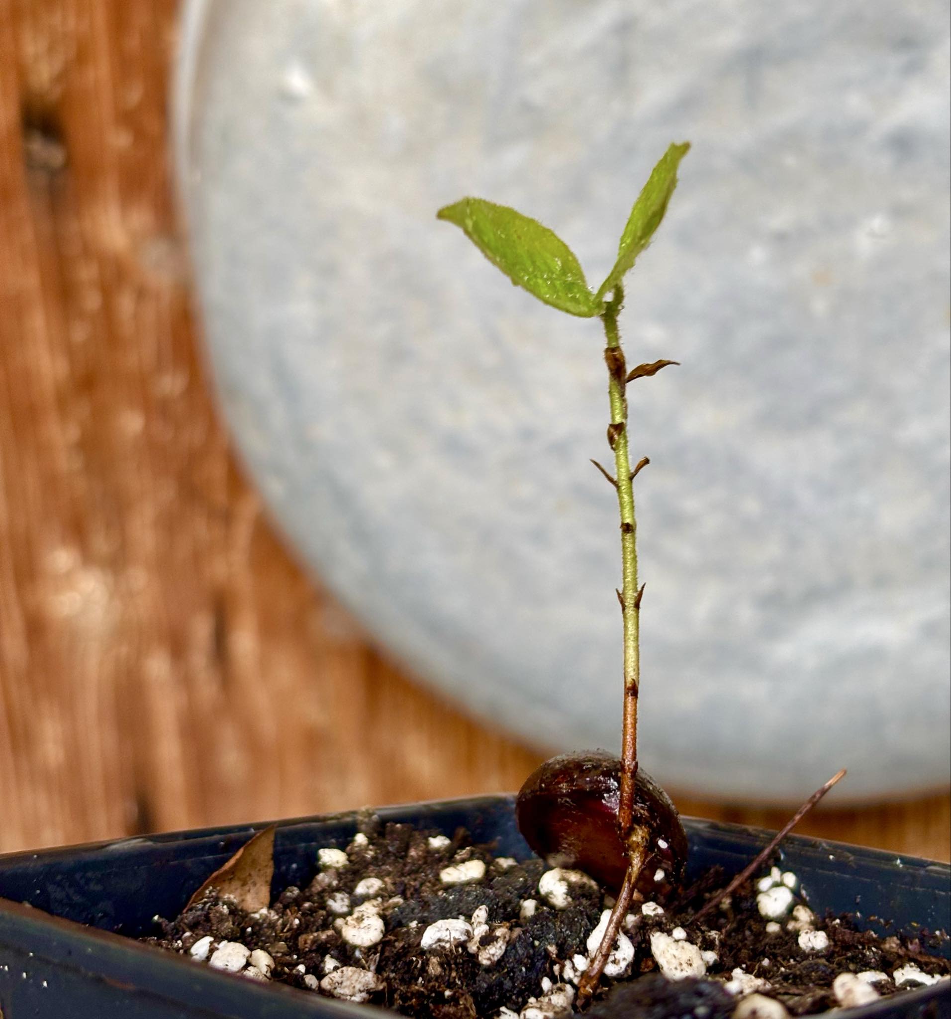 Plinia edulis - 1 potted seedling / 1 getopfter Sämling